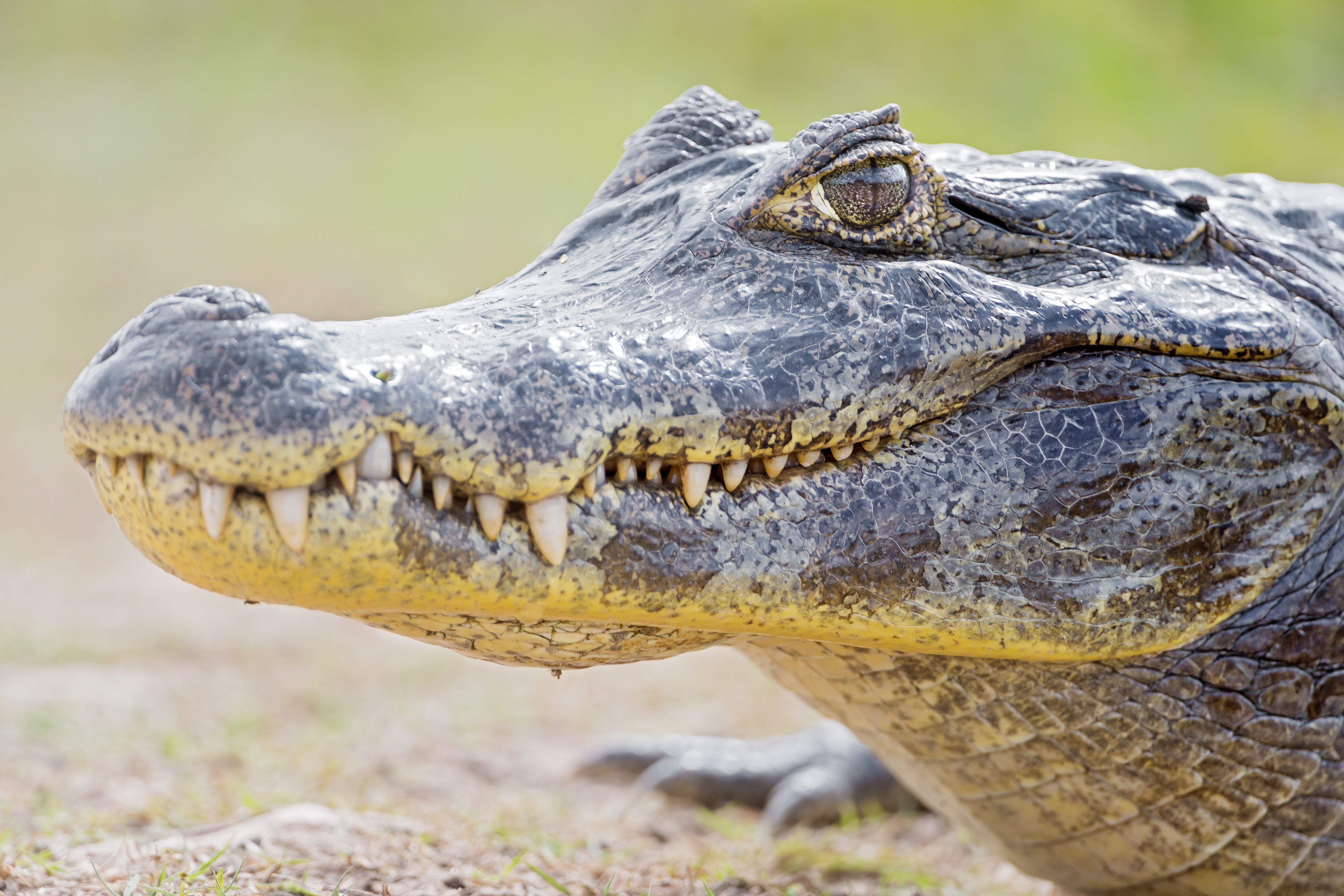 Close-up of a Crocodile's Head HD Wallpaper