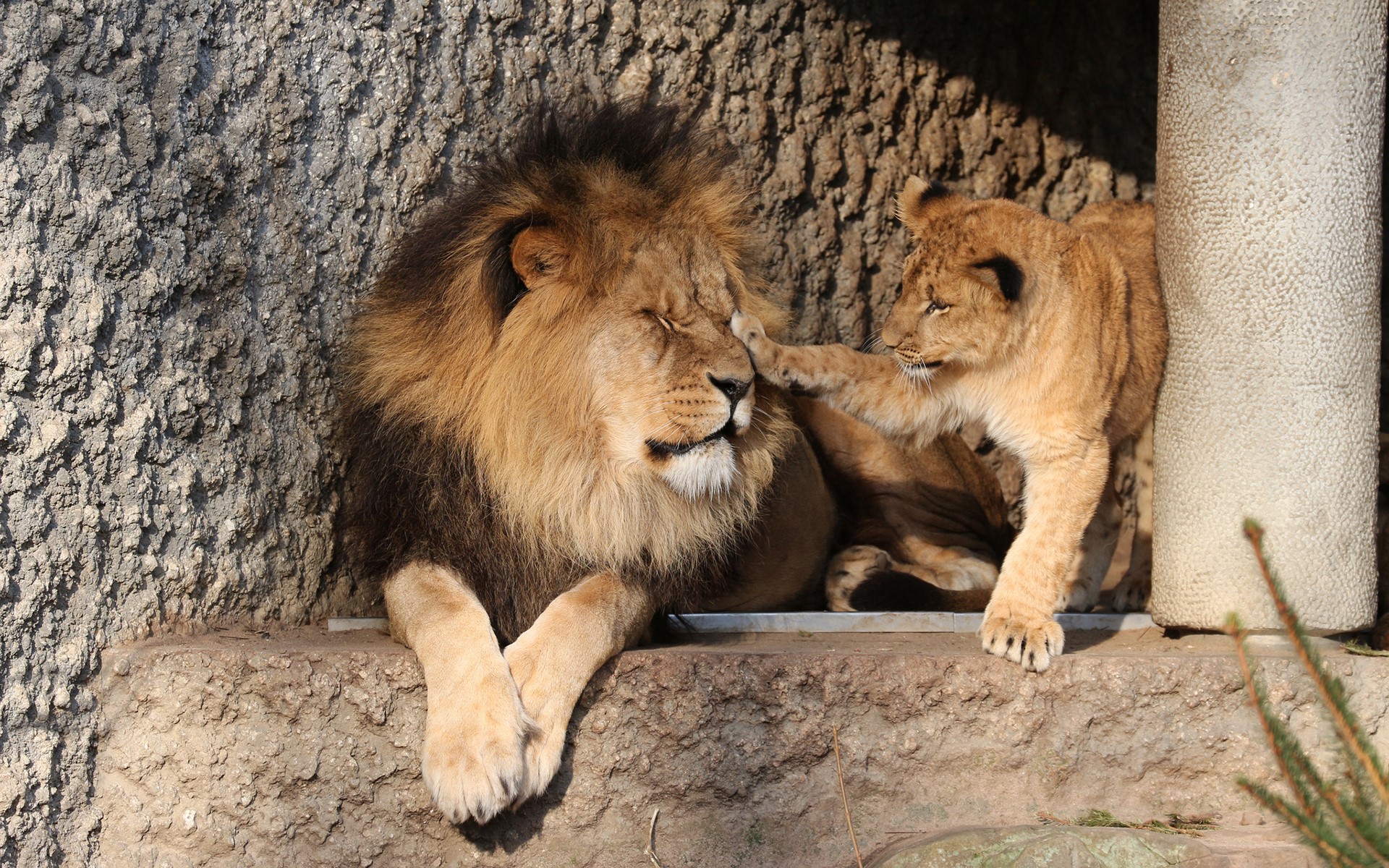 Lion cub playfully touches adult lion's face HD Wallpaper
