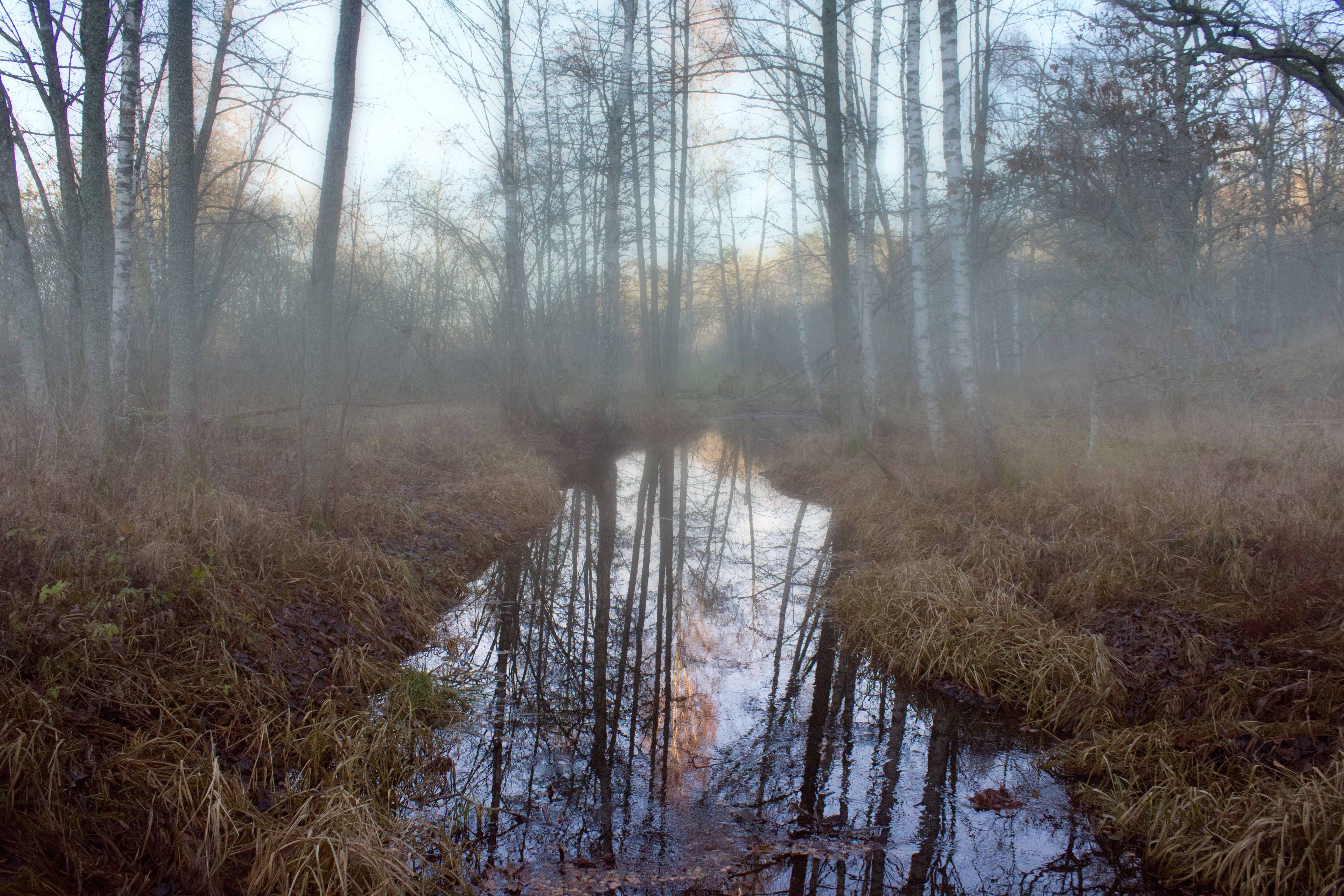 Forest with trees and fog reflected in water HD Wallpaper