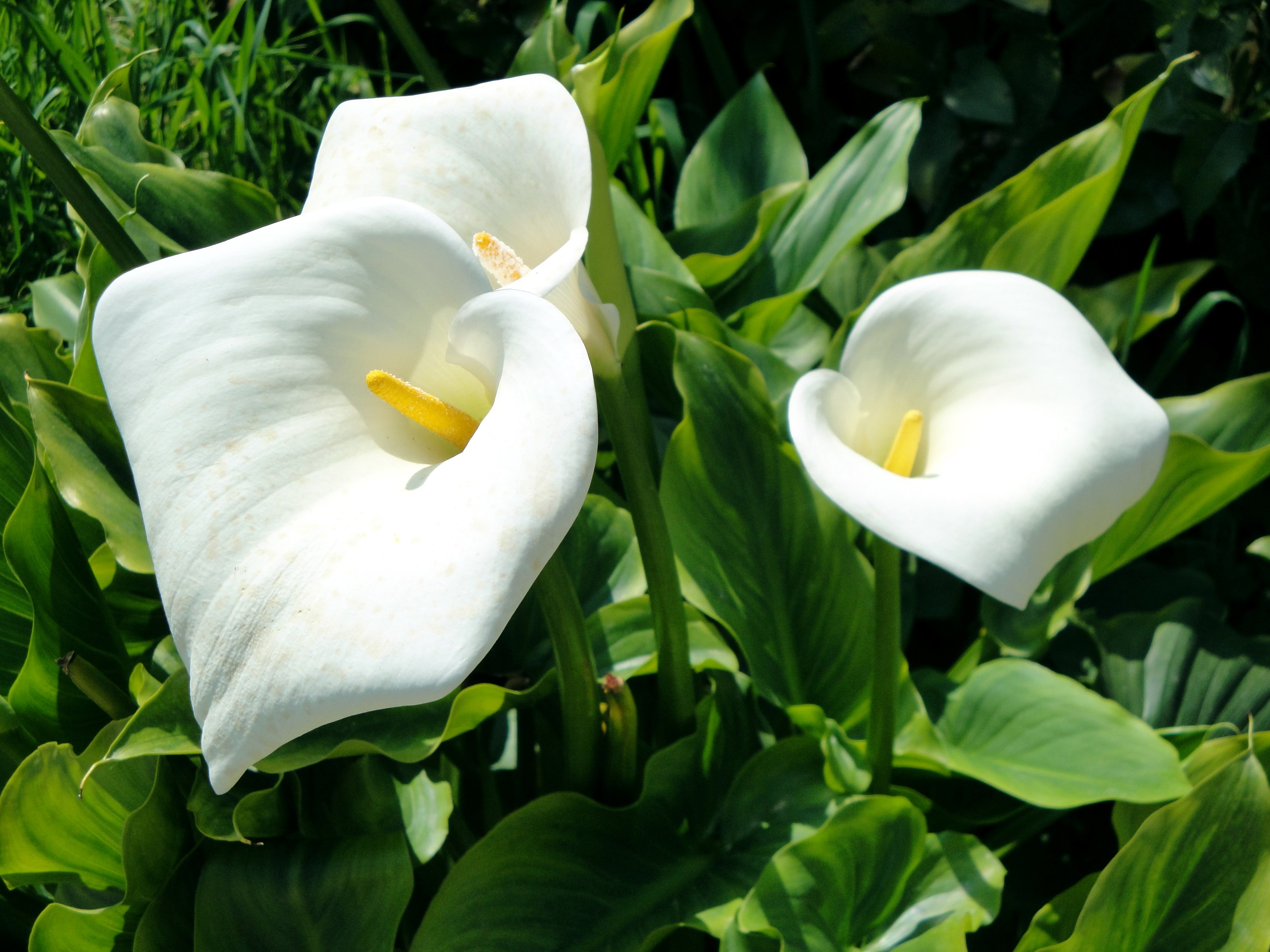 Three white calla lilies with yellow centers HD Wallpaper