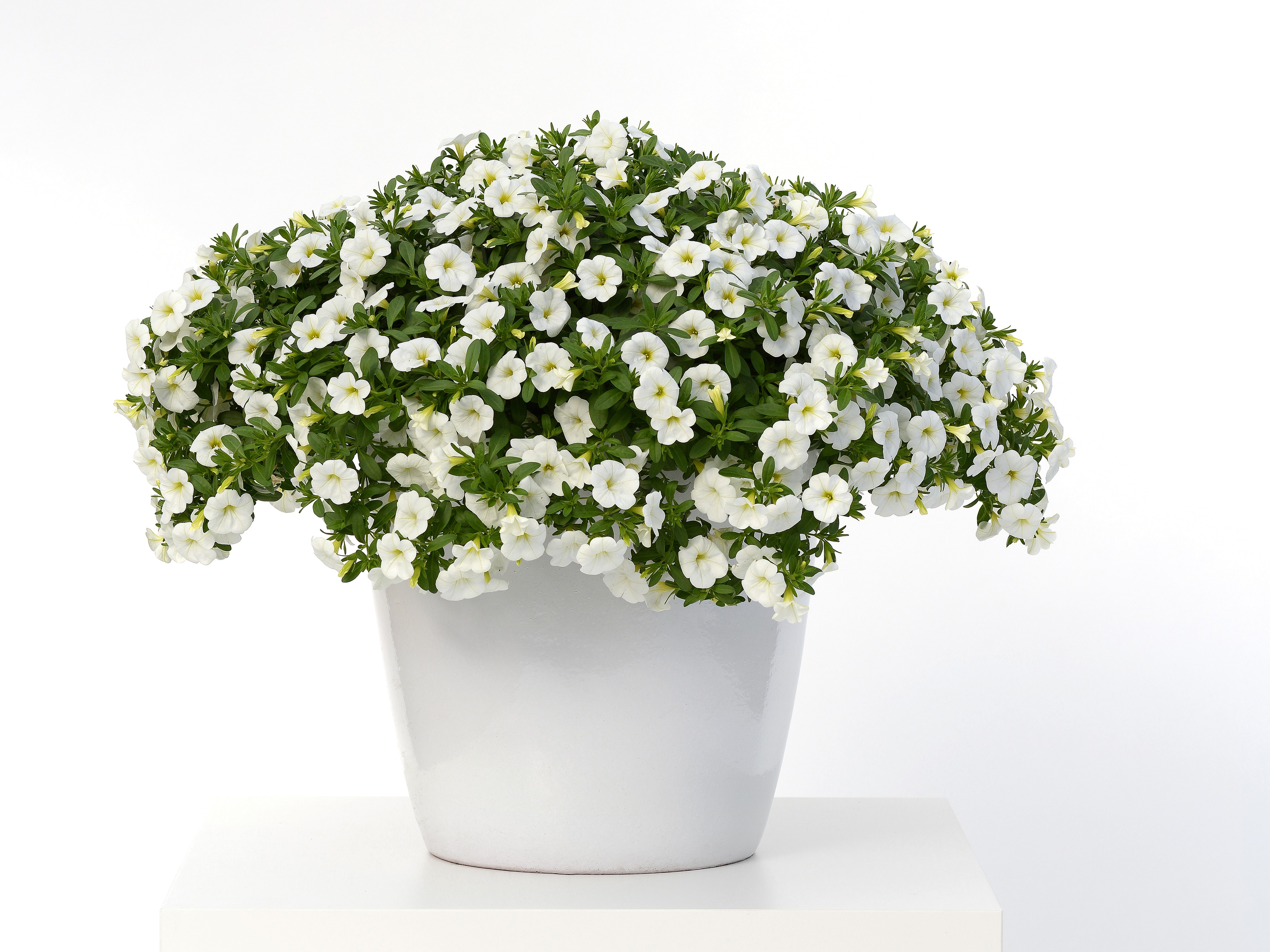 Many White Calibrachoa Flowers in a Pot HD Wallpaper