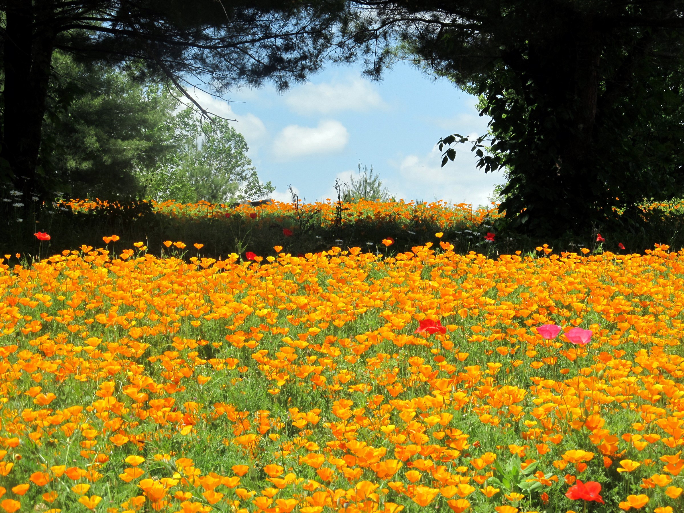 Field of Orange Poppies Under Trees HD Wallpaper