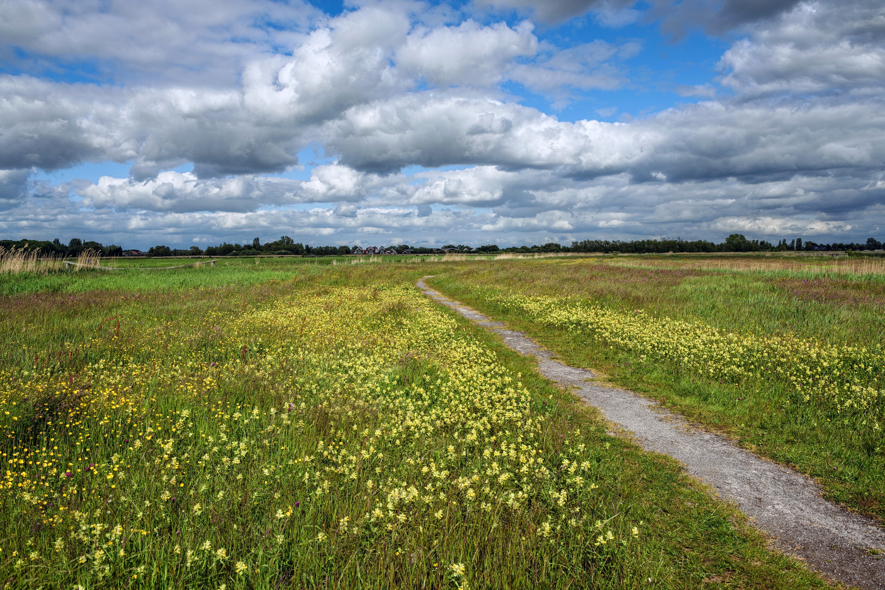 A winding trail through a field of wildflowers under a cloudy sky HD Wallpaper