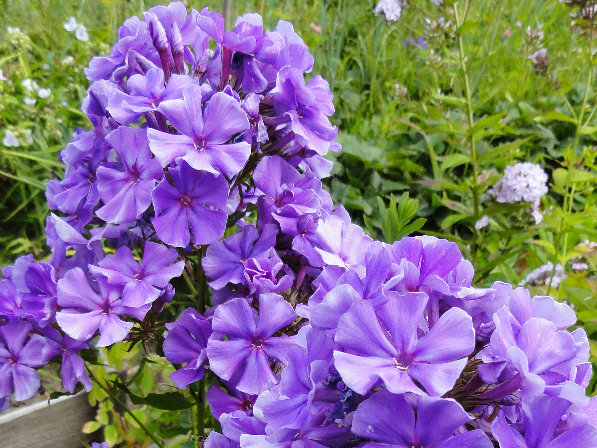 Purple Phlox flowers in a garden HD Wallpaper
