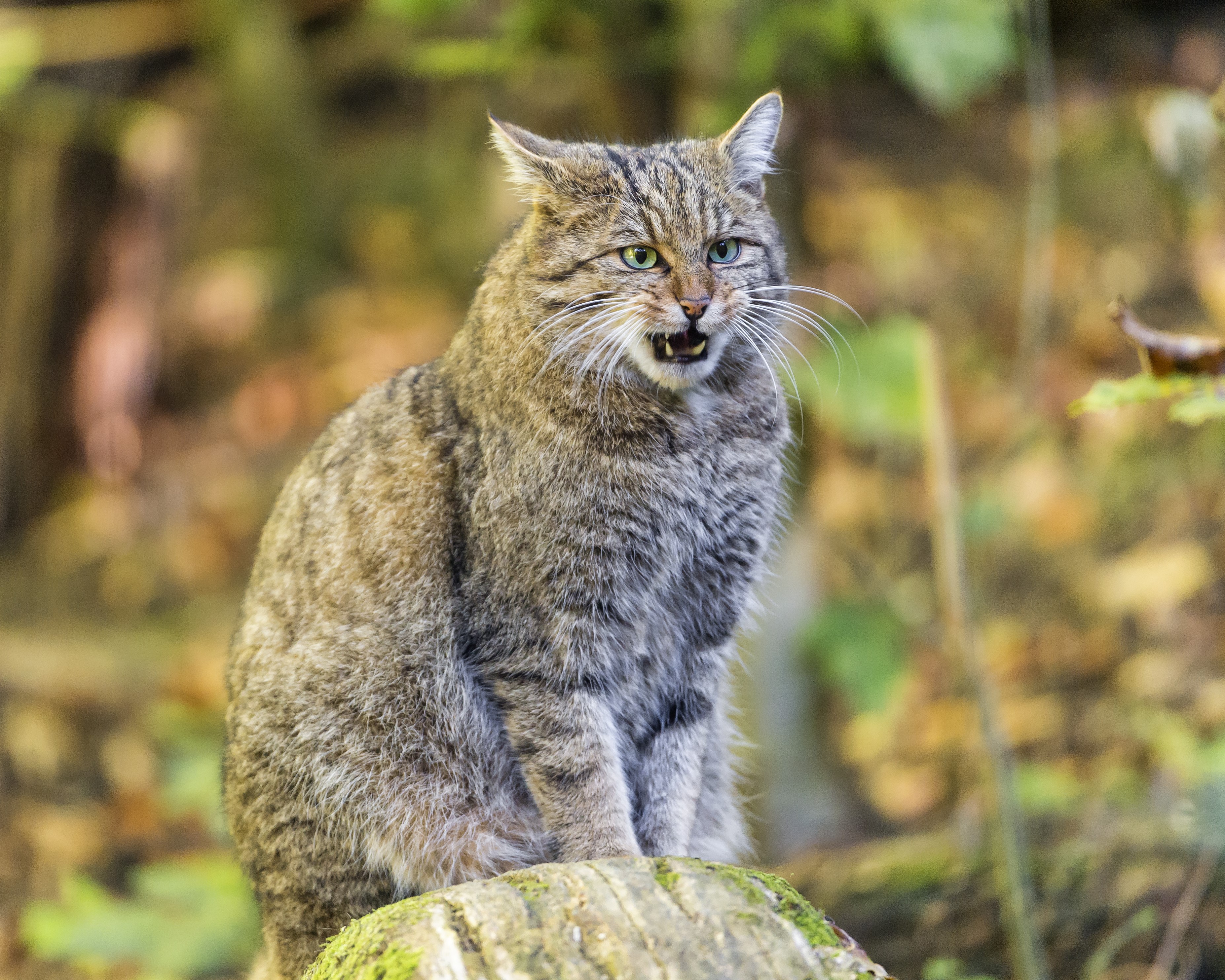 A Scottish wildcat sitting on a log HD Wallpaper