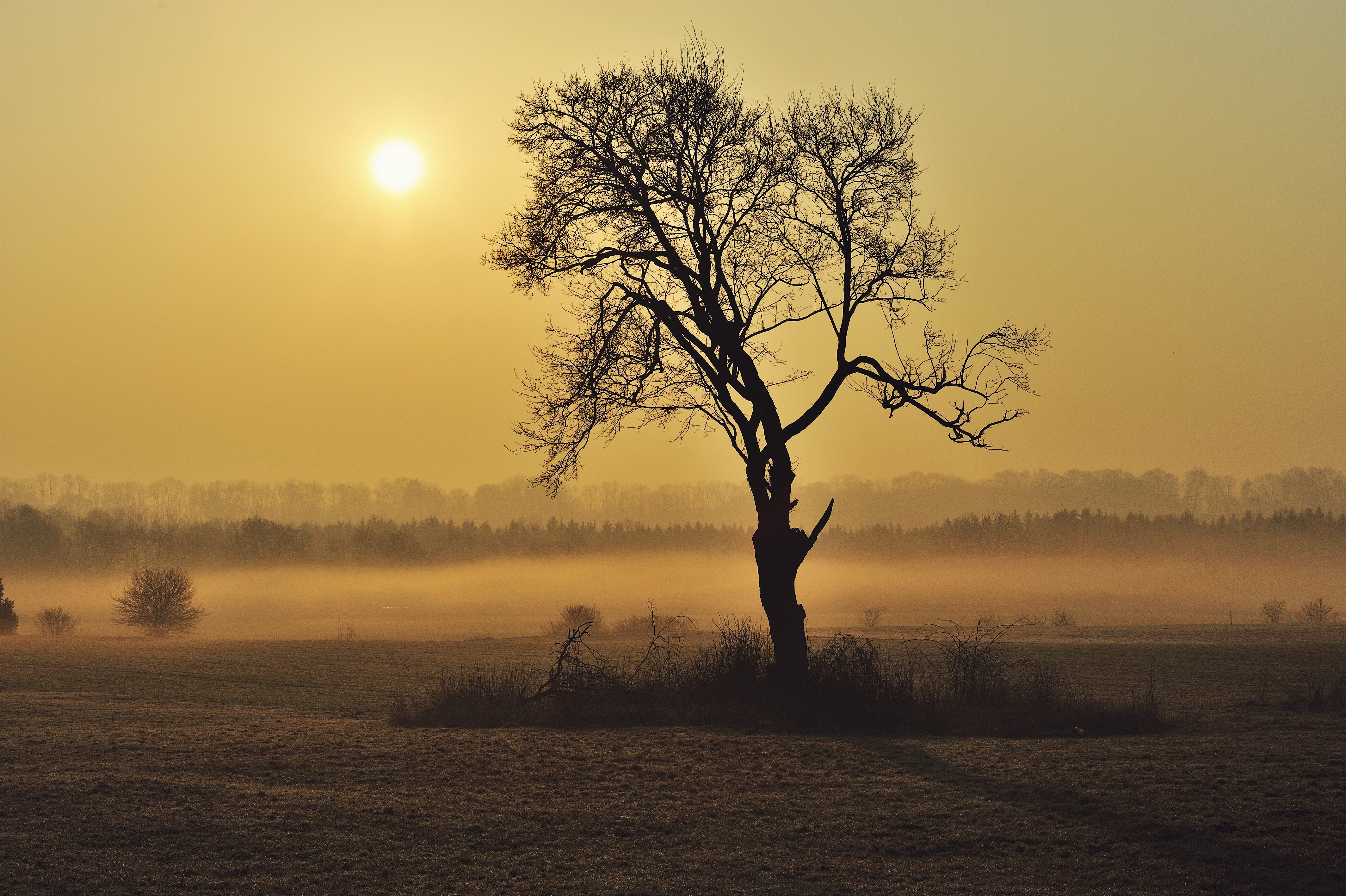 Tree in Foggy Field at Sunrise HD Wallpaper