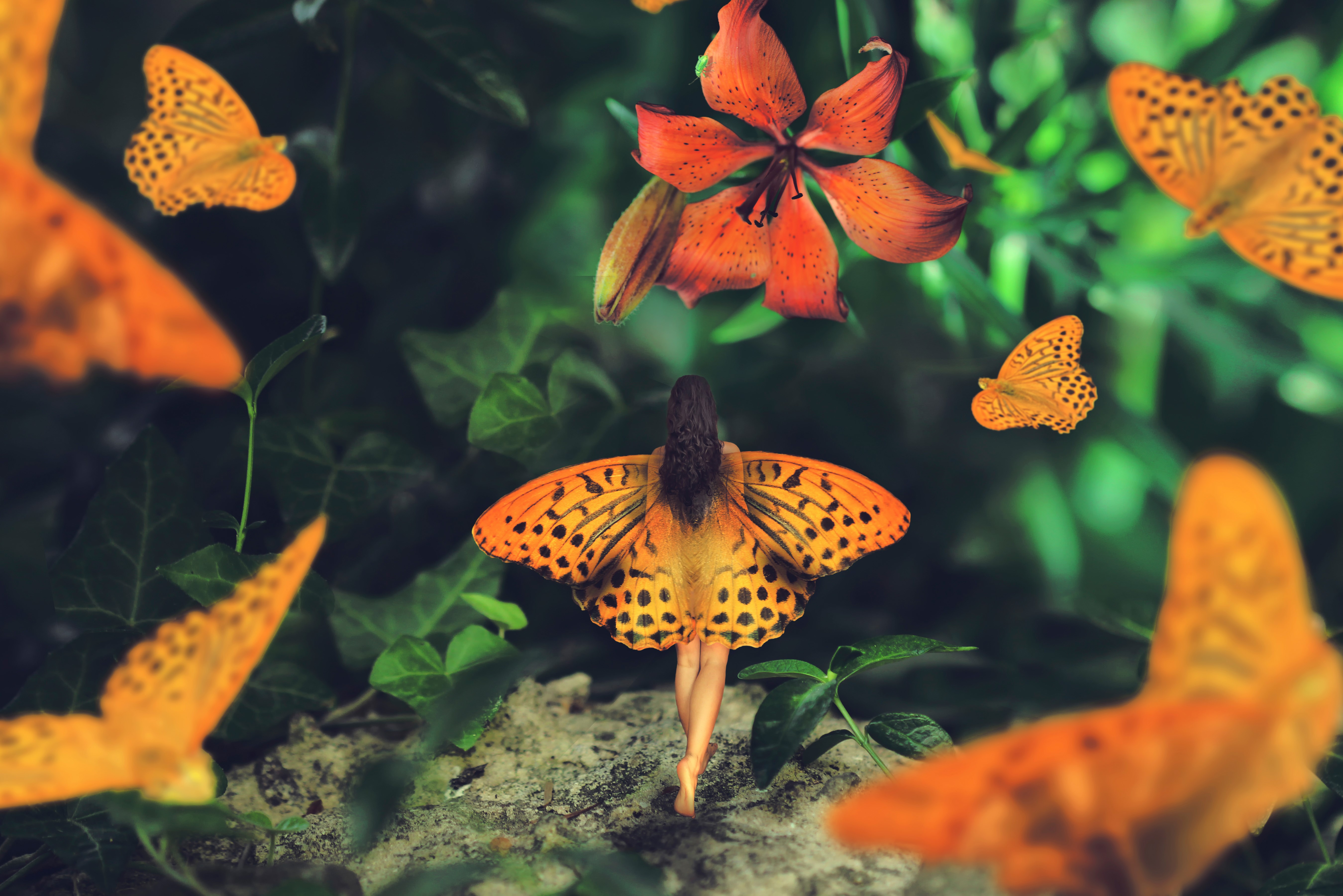 Butterflies and Lilies in a Garden HD Wallpaper