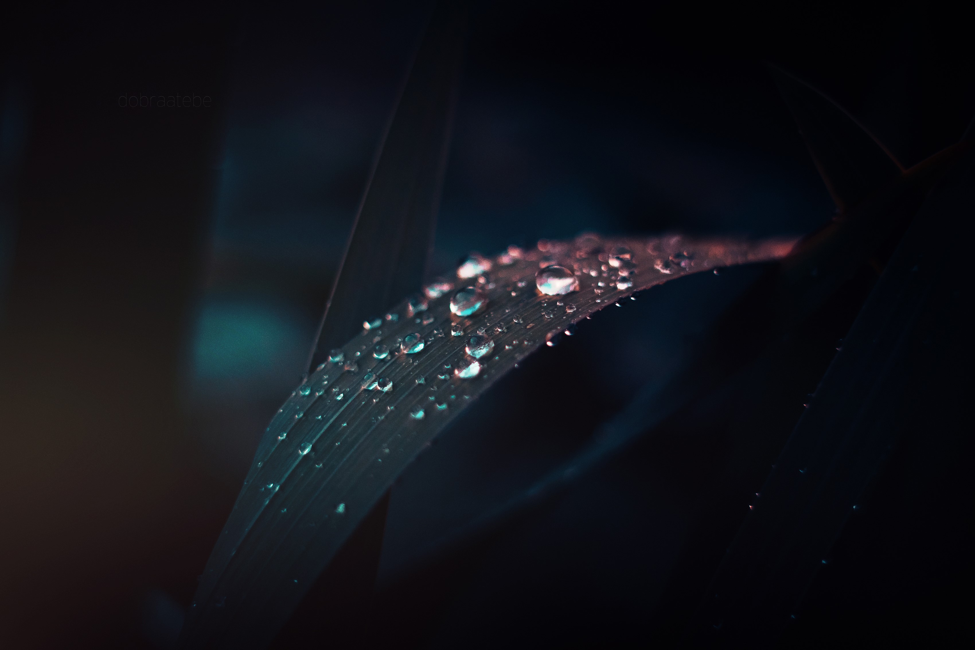 Close-up of grass with water drops HD Wallpaper