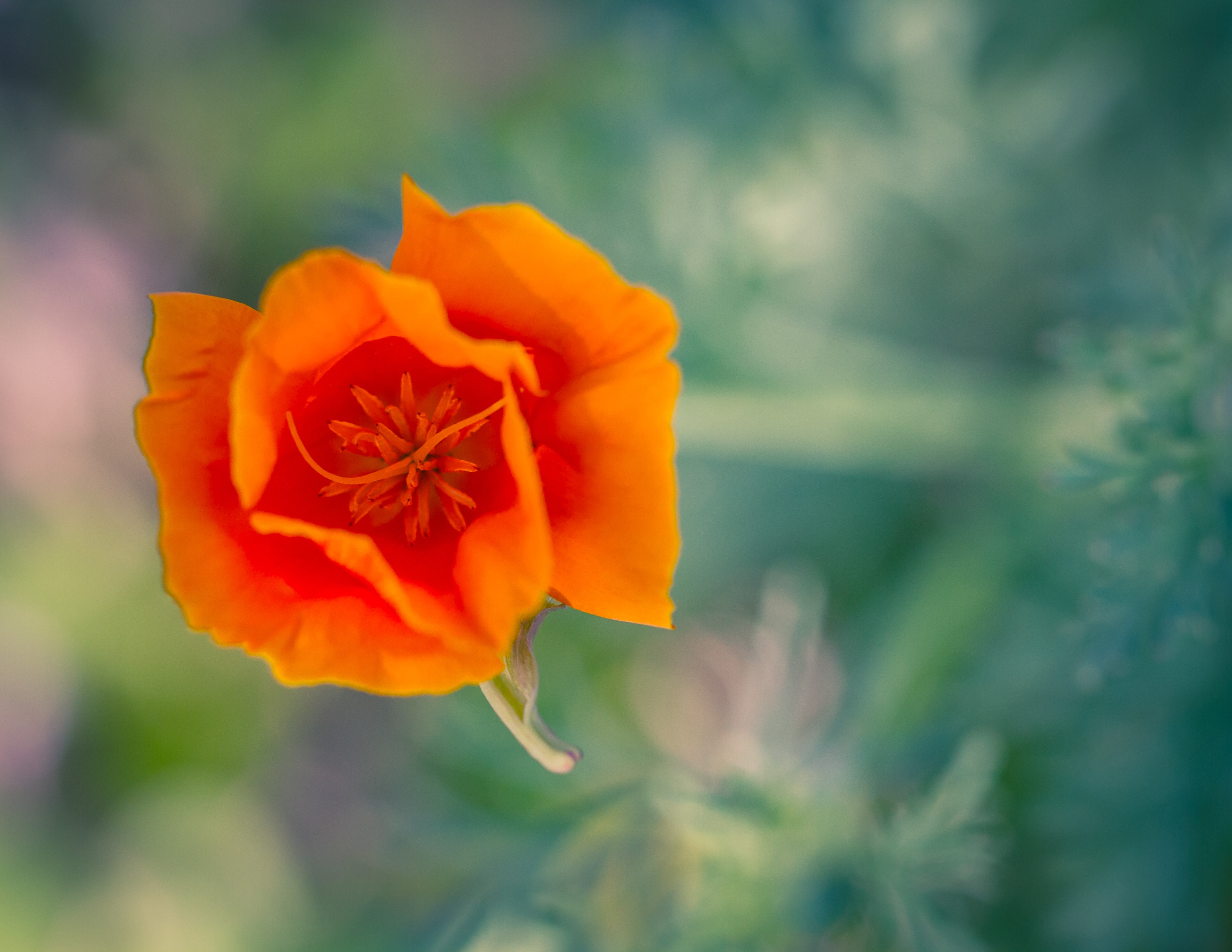 Orange California Poppy Closeup HD Wallpaper