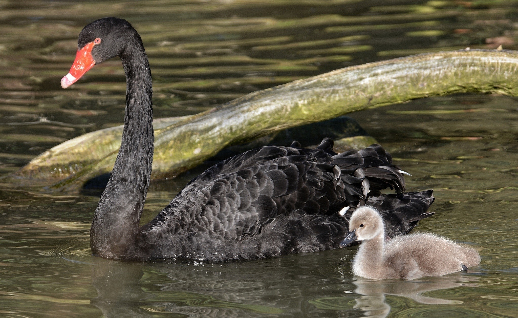 Black Swan and Cygnets Swimming in Water HD Wallpaper