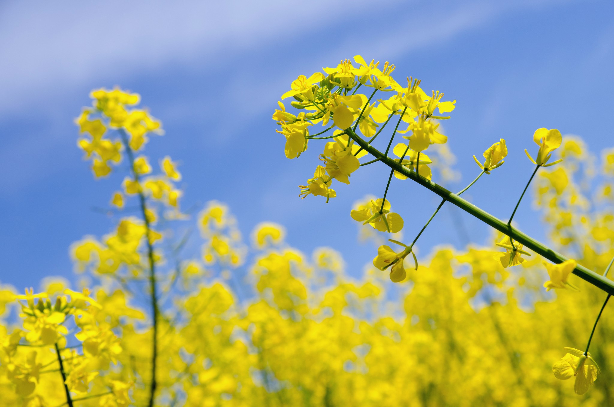 Yellow rapeseed flowers against a blue sky HD Wallpaper