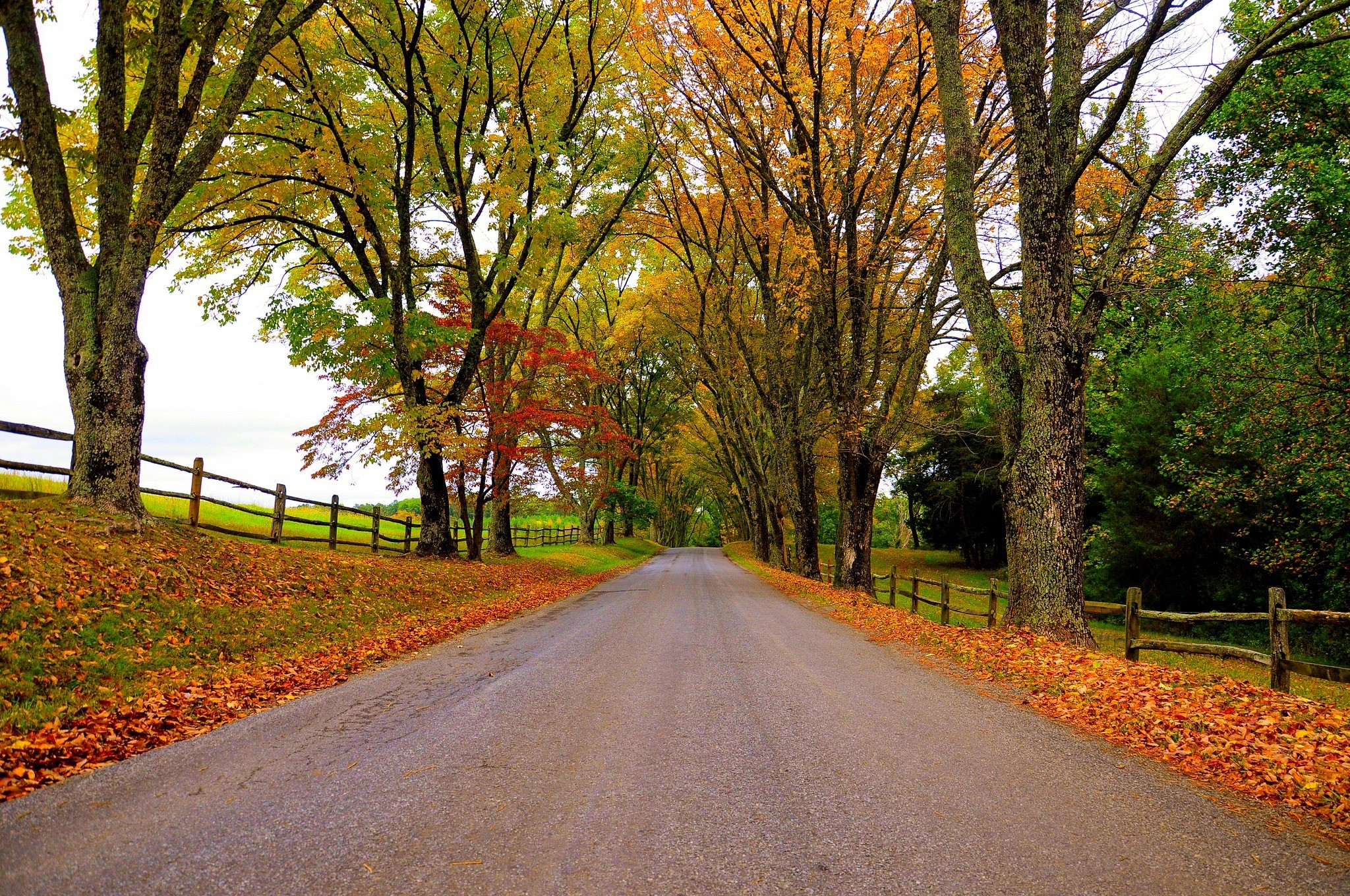 Autumn road lined with trees and a wooden fence HD Wallpaper