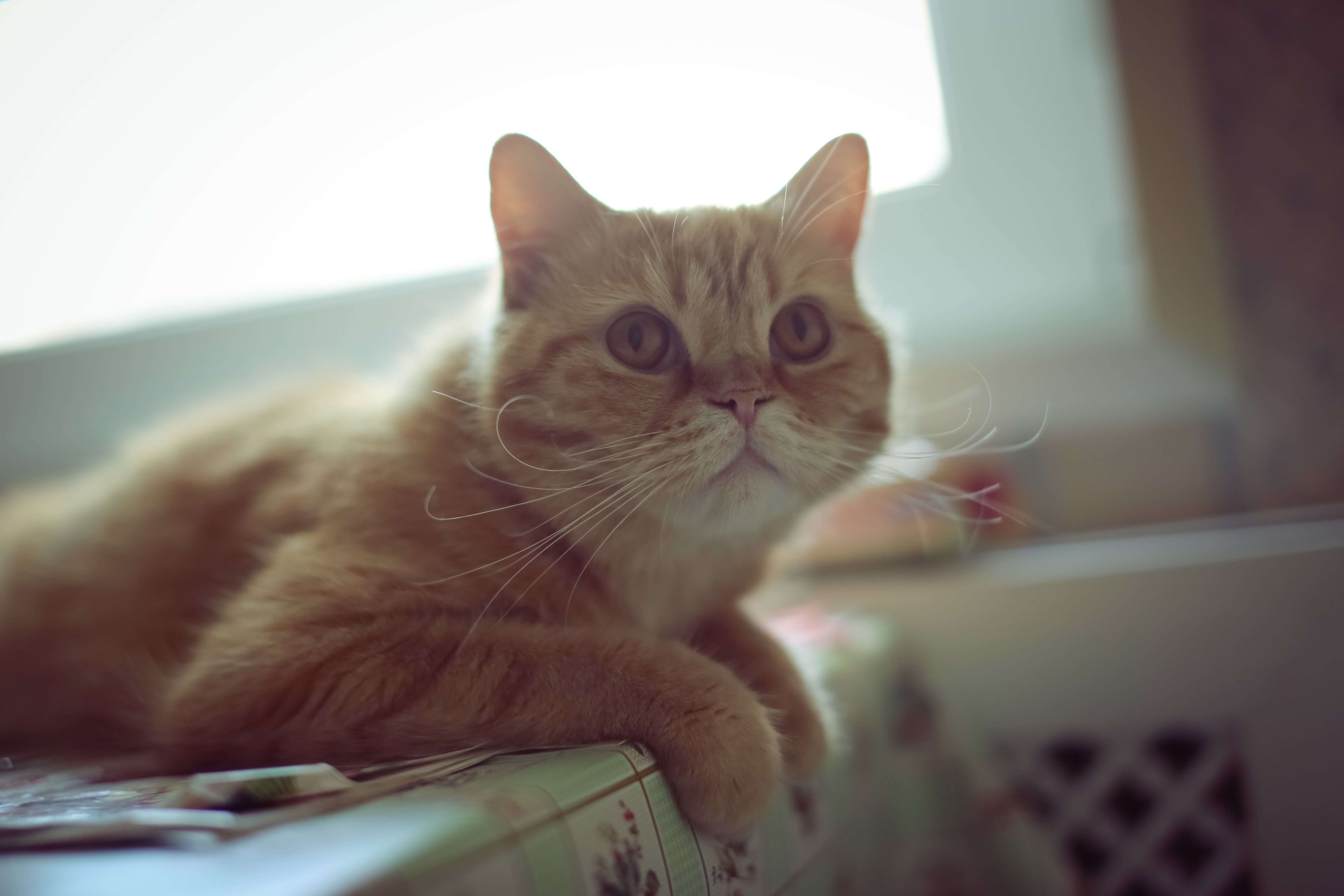 Ginger Cat with Whiskers HD Wallpaper
