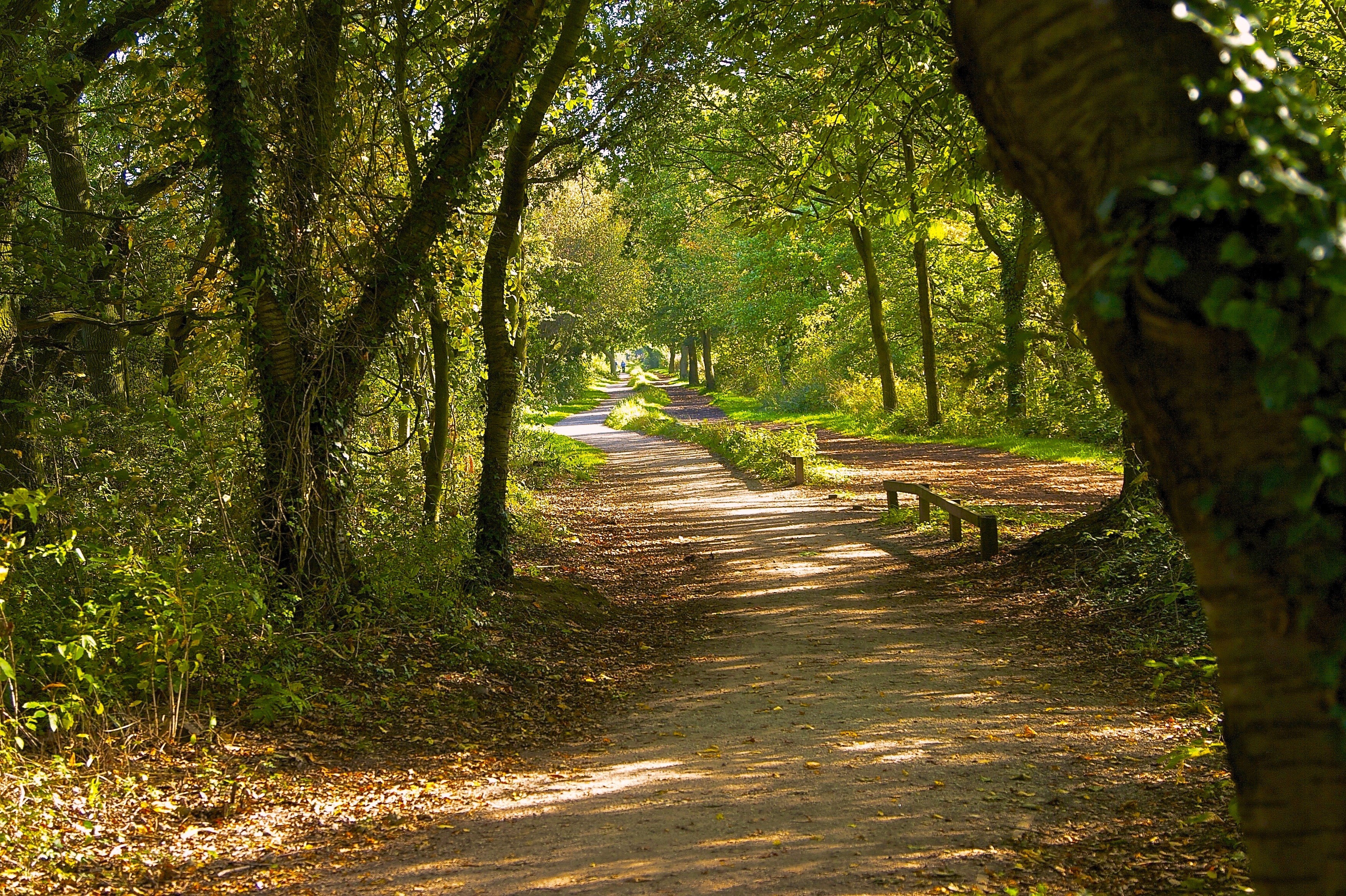 A sun-dappled forest path with trees and benches HD Wallpaper