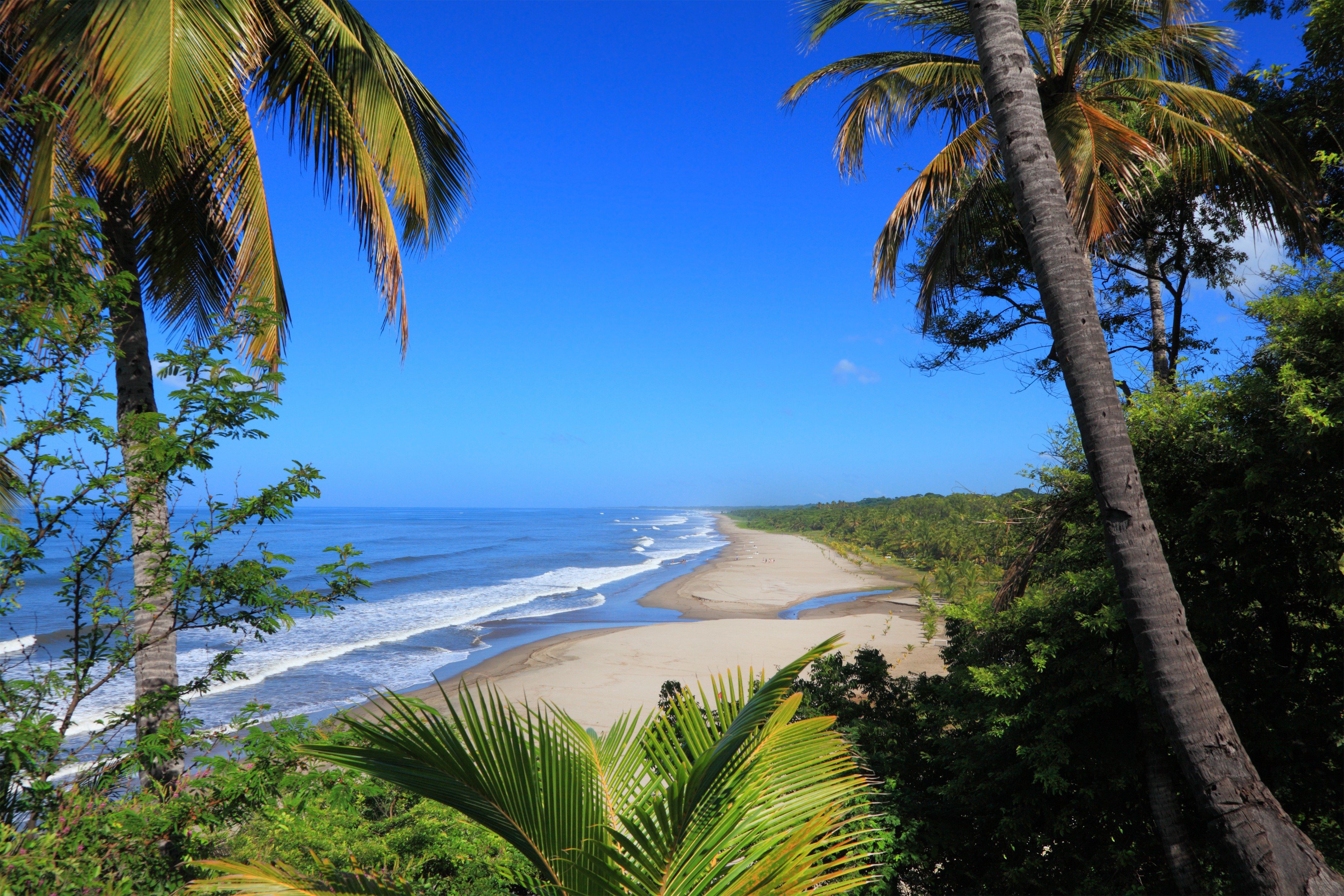 Tropical beach with palm trees and ocean waves HD Wallpaper