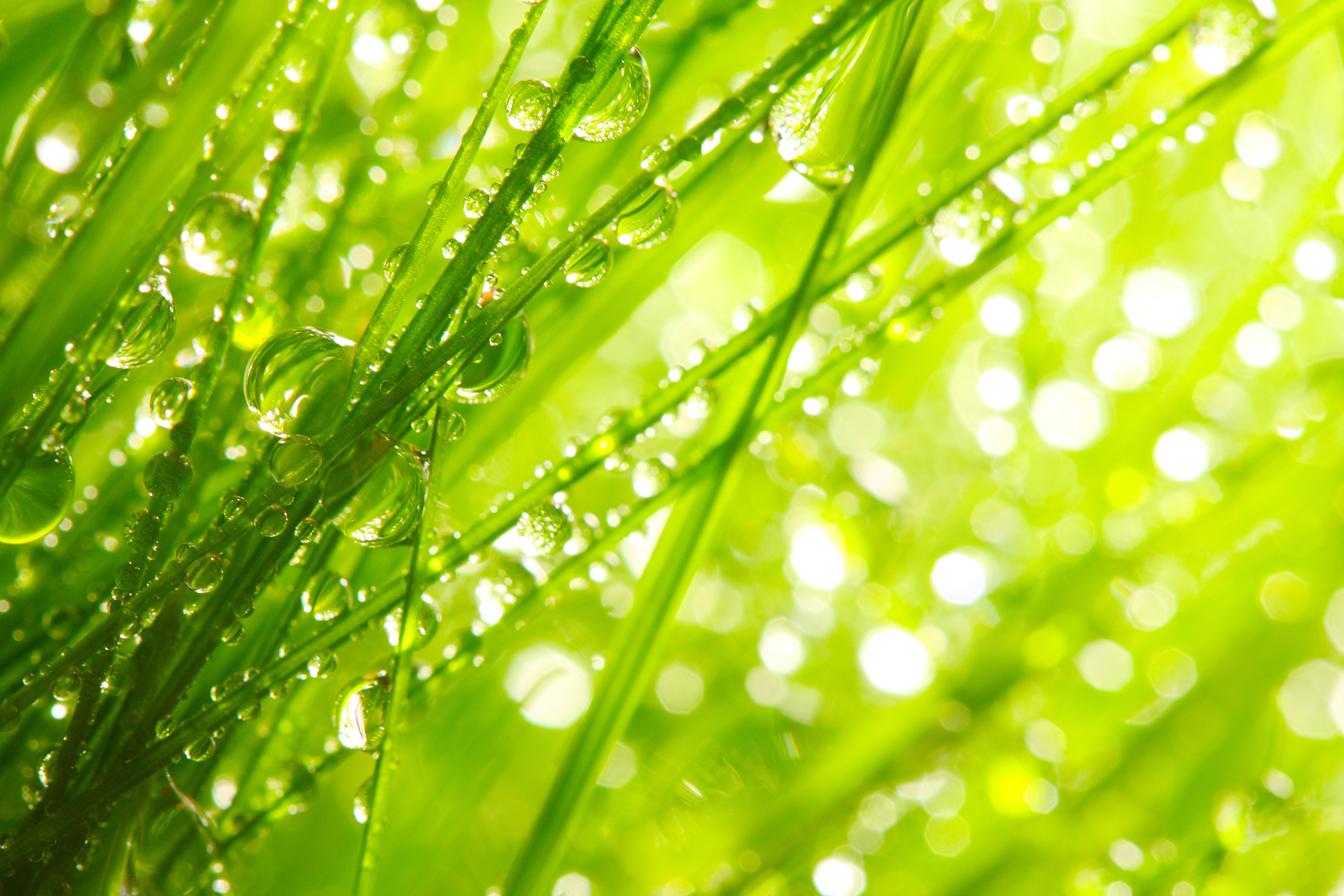 Grass with water drops and bokeh HD Wallpaper
