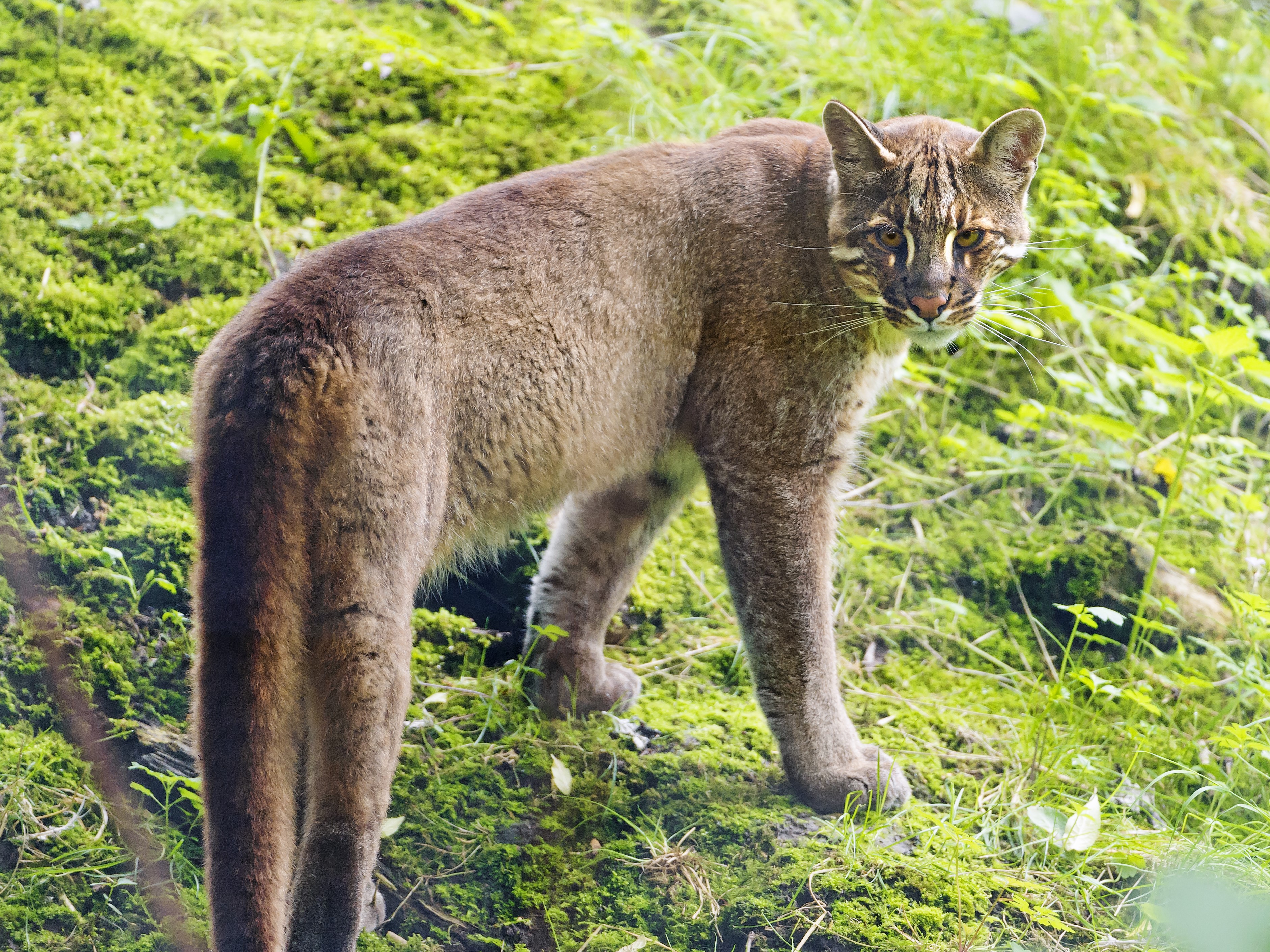 Asian golden cat standing on mossy ground HD Wallpaper