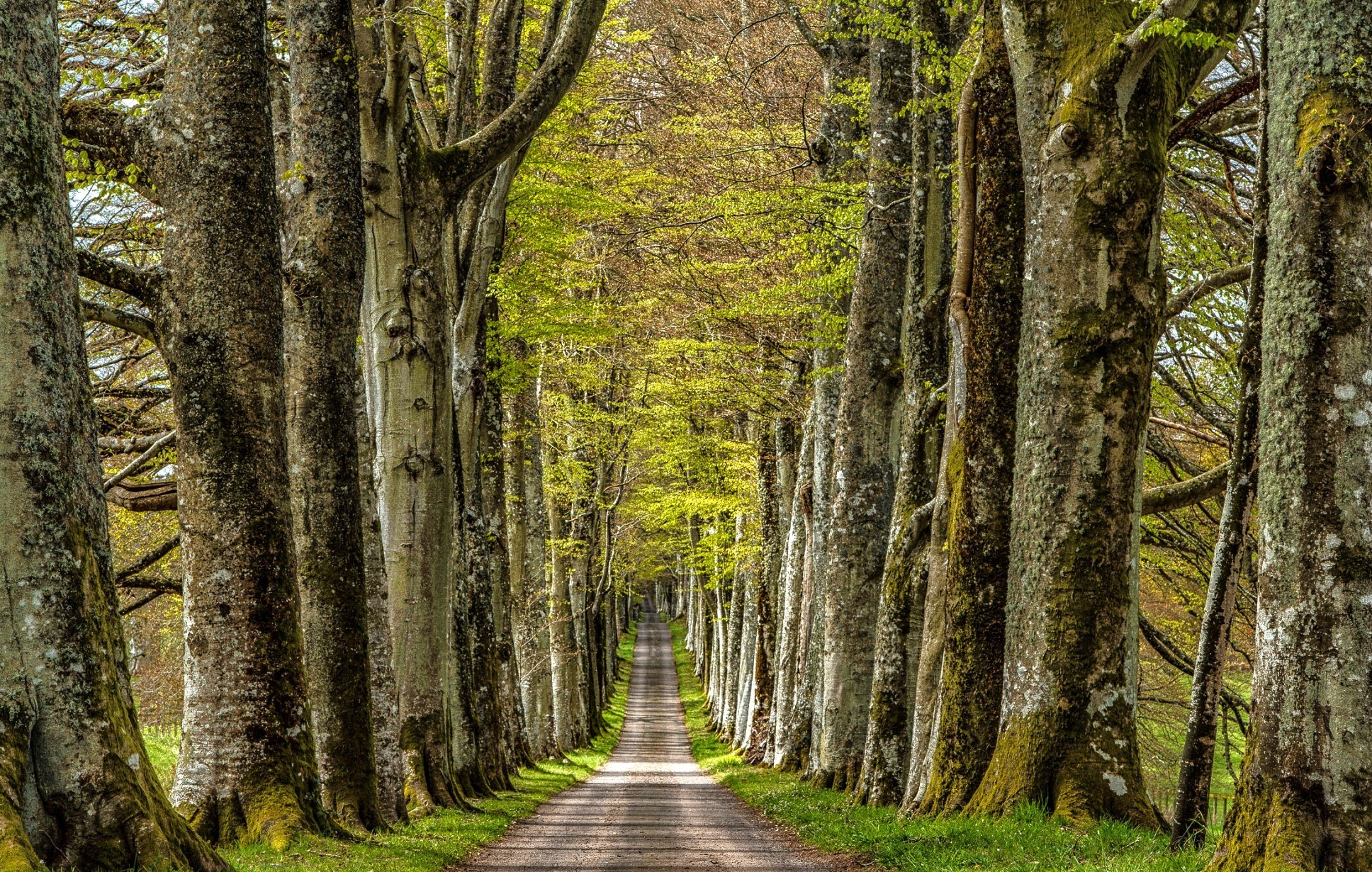 Tree-lined road in a forest HD Wallpaper
