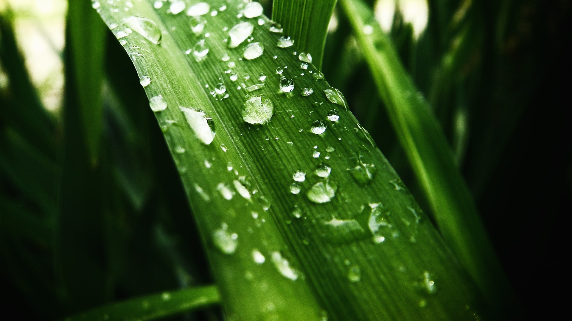 Closeup of green leaf with water drops HD Wallpaper