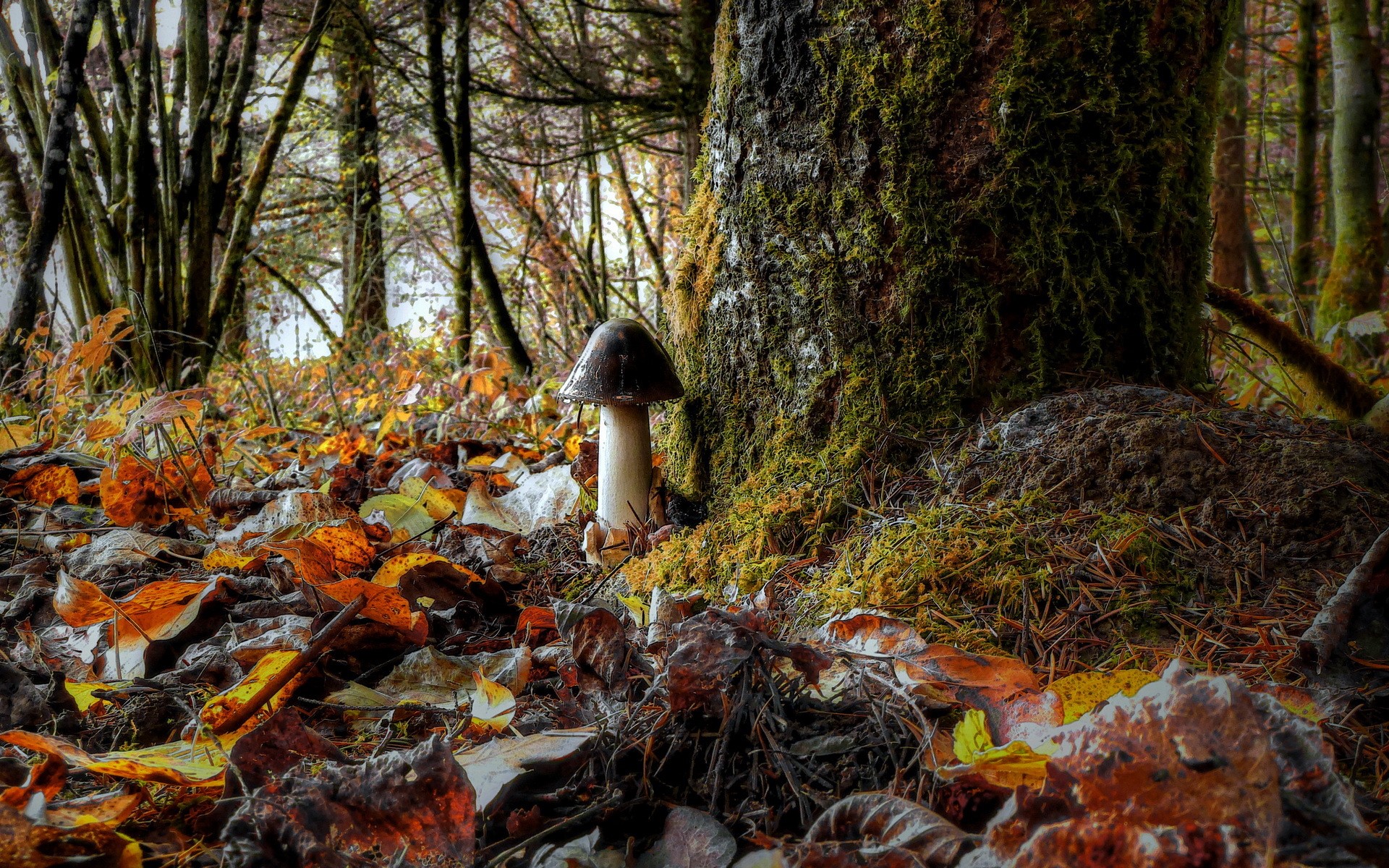 Mushroom and moss on a tree in an autumn forest HD Wallpaper