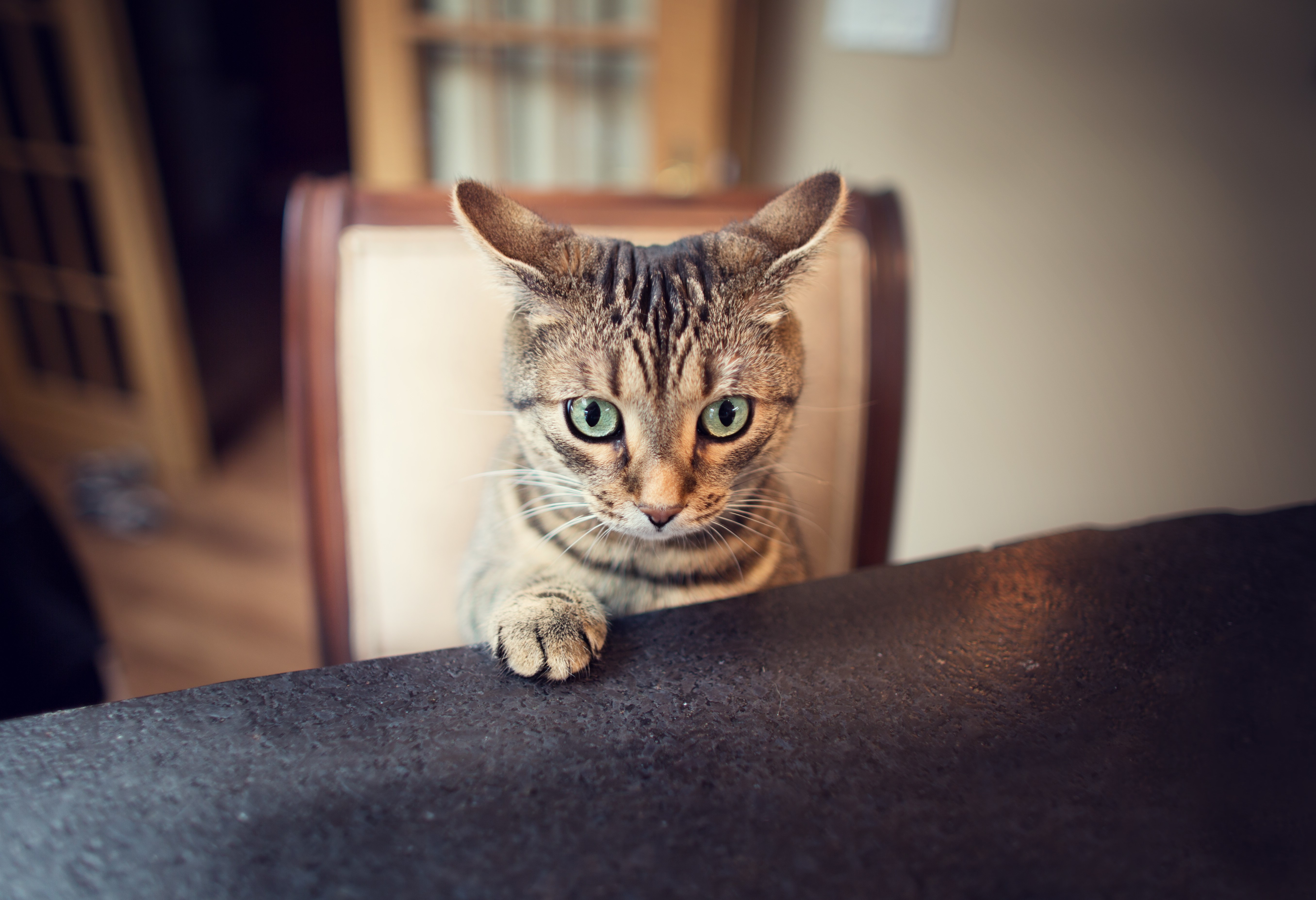 Tabby Cat with Green Eyes Peeking Over Table HD Wallpaper