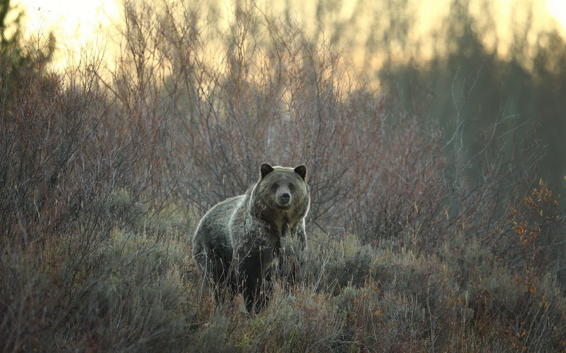 Grizzly Bear in a Field of Dry Grass HD Wallpaper