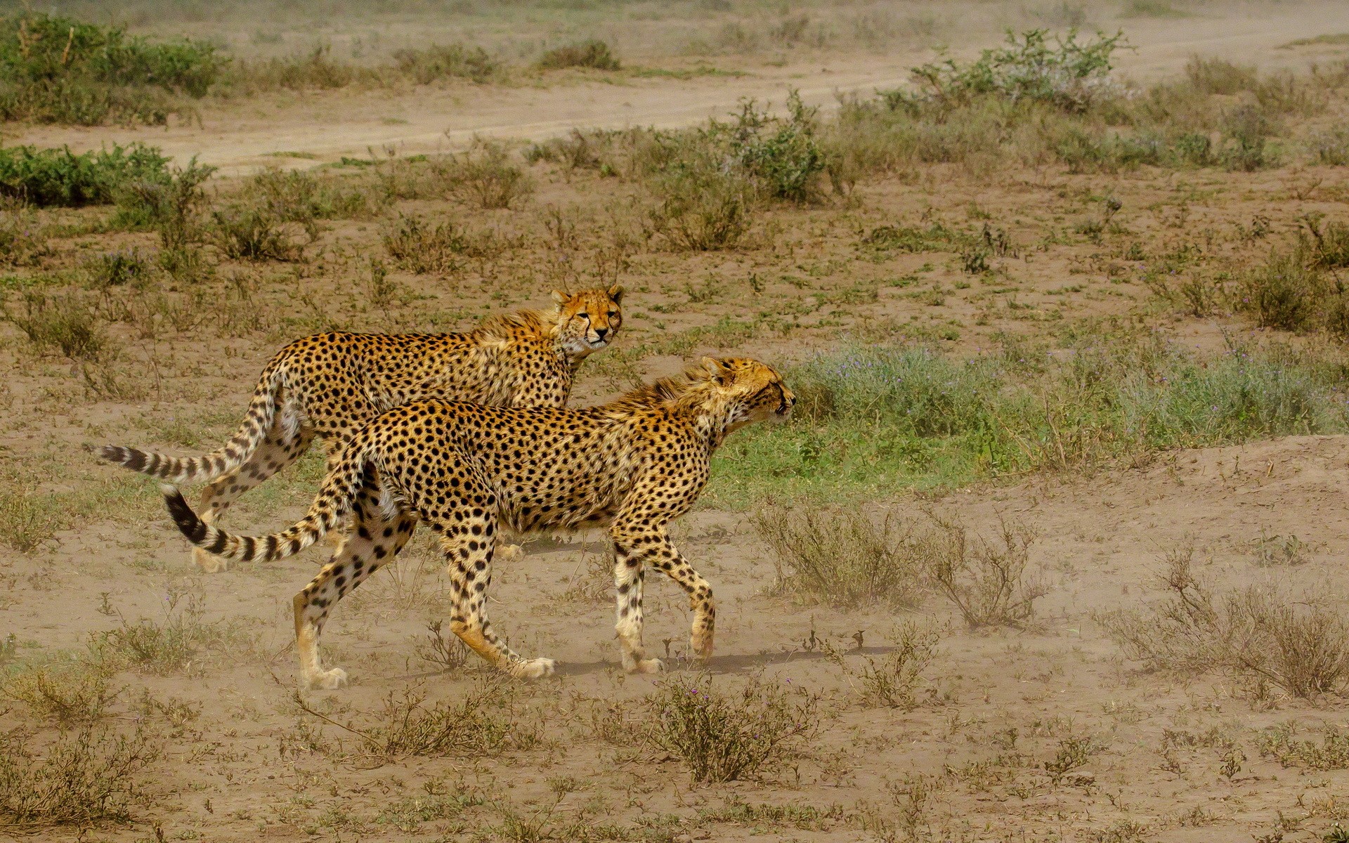 Two cheetahs running in a dry grassy field HD Wallpaper