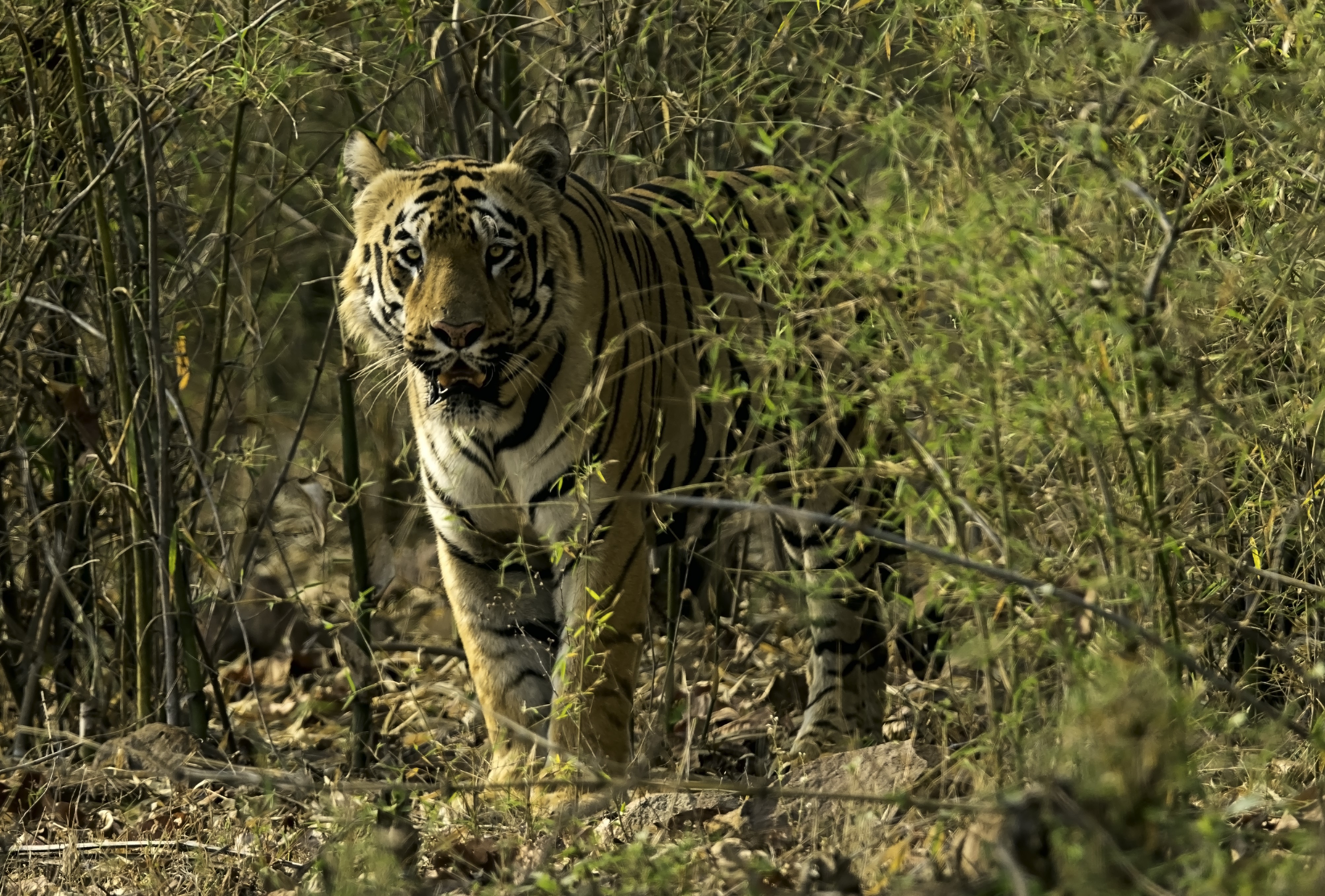 Tiger in a dense forest HD Wallpaper