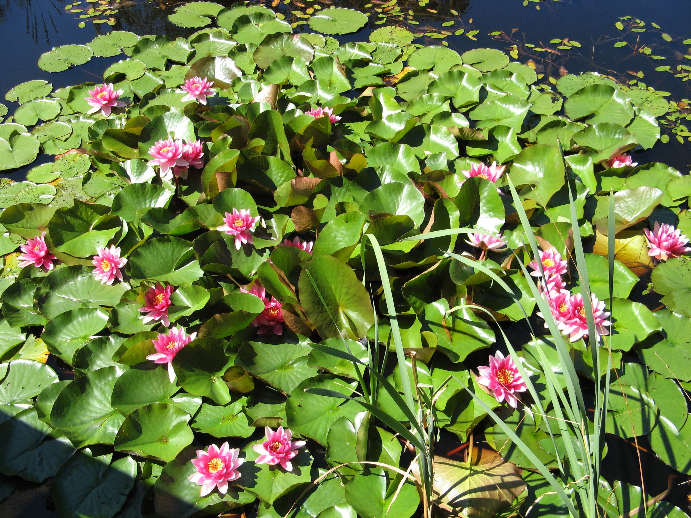 Pink water lilies floating on a pond HD Wallpaper