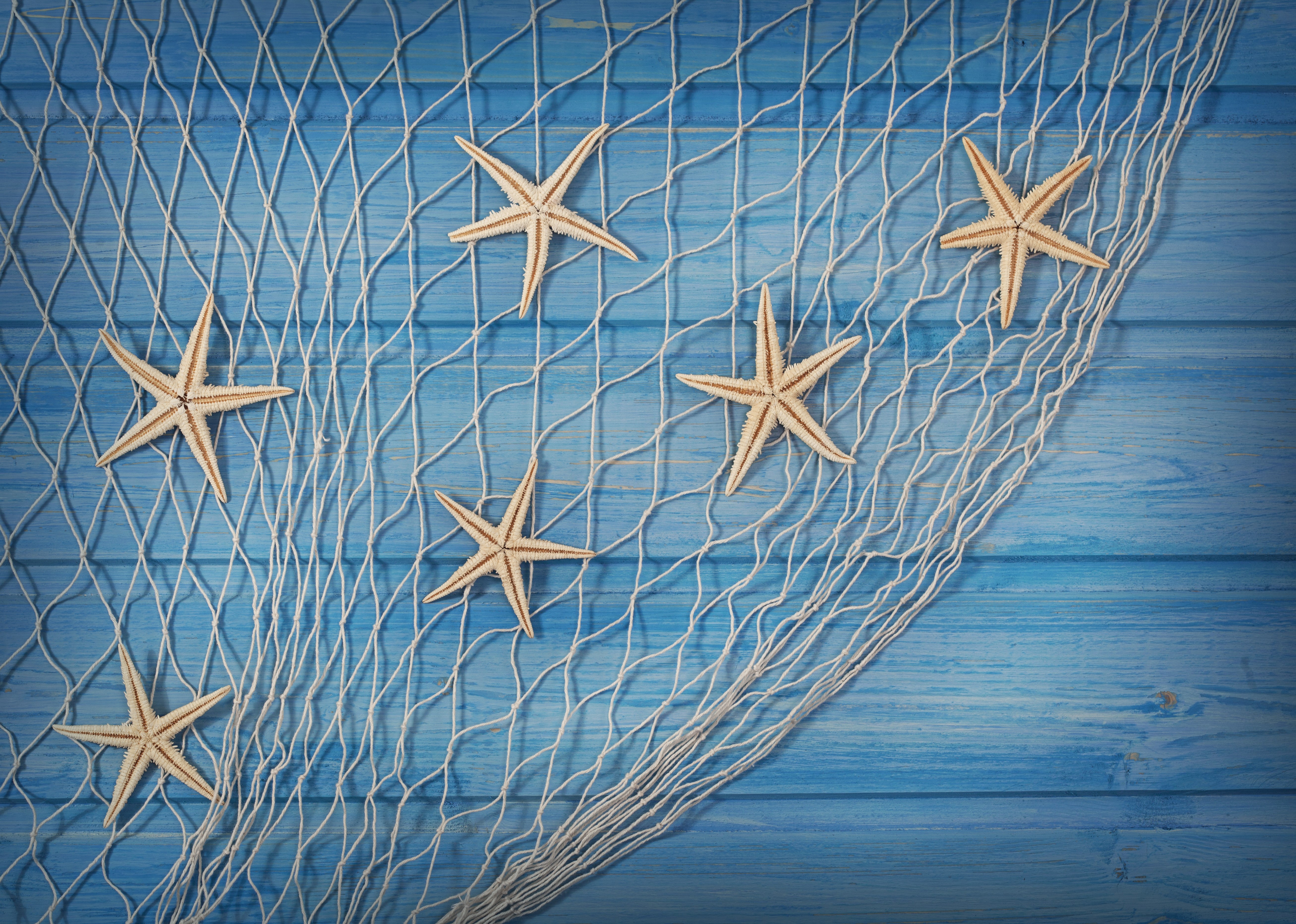 Starfish on a fishing net over blue wooden planks HD Wallpaper