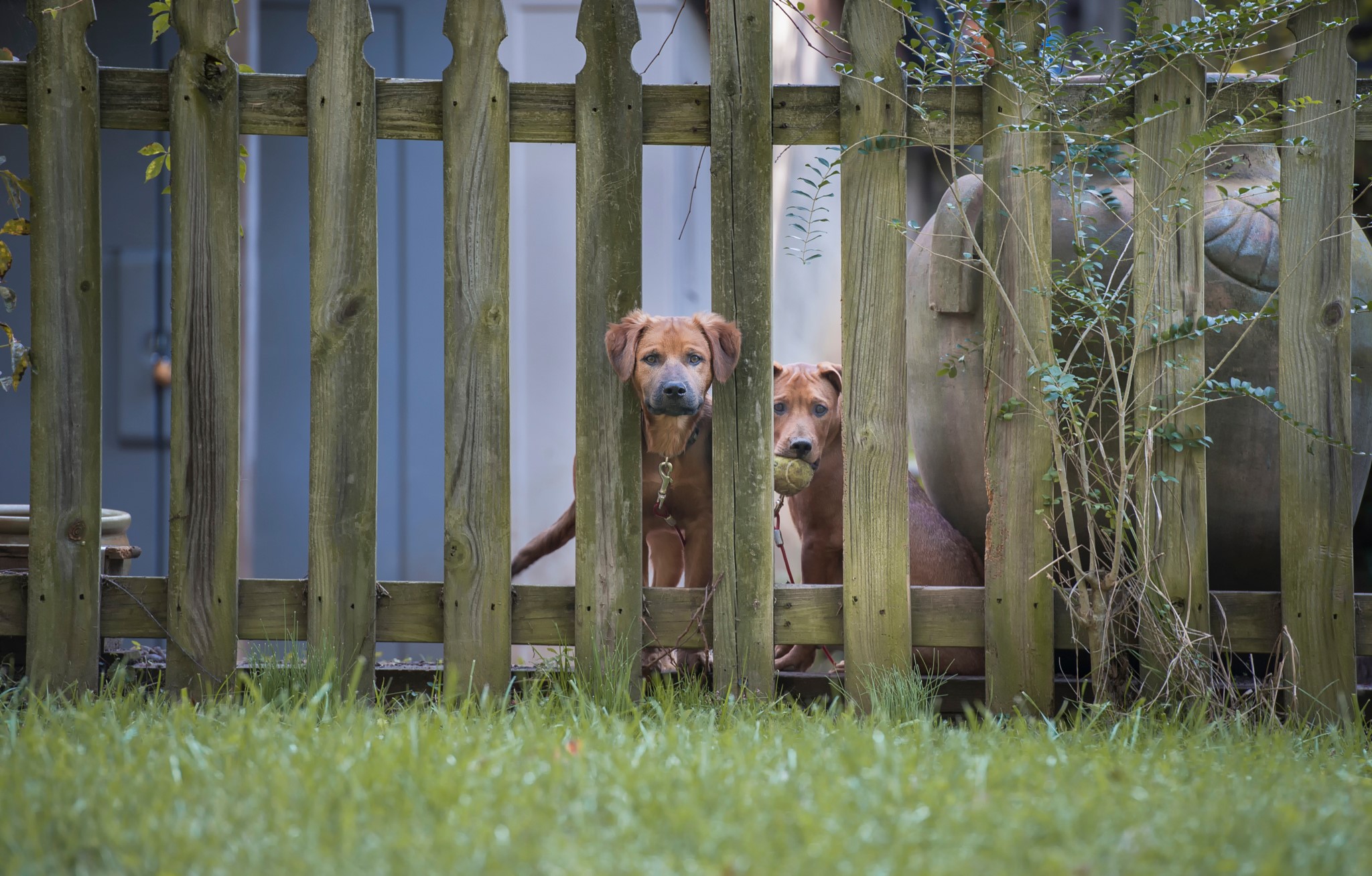 Two dogs behind a wooden fence HD Wallpaper