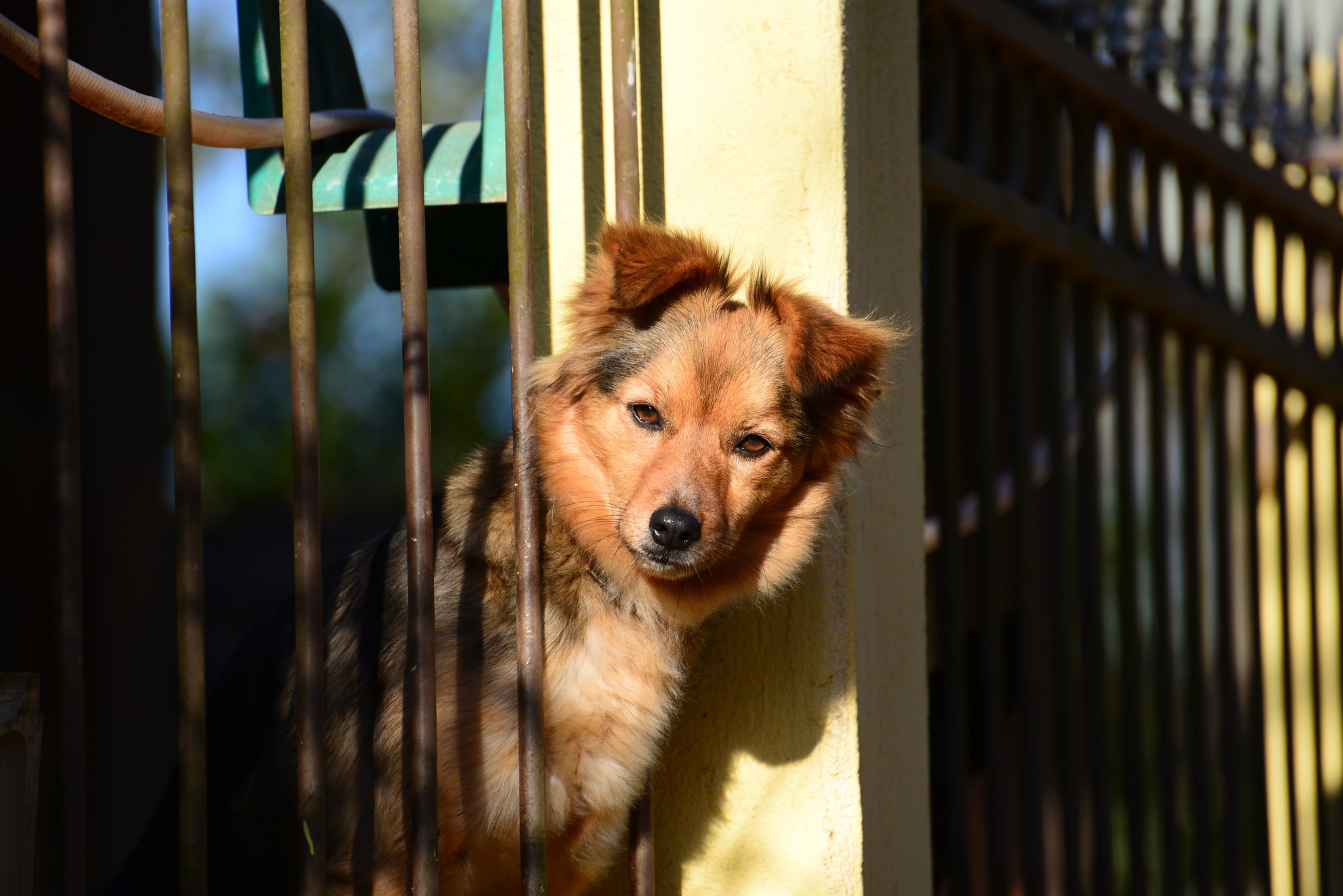 A dog peeks through a fence HD Wallpaper