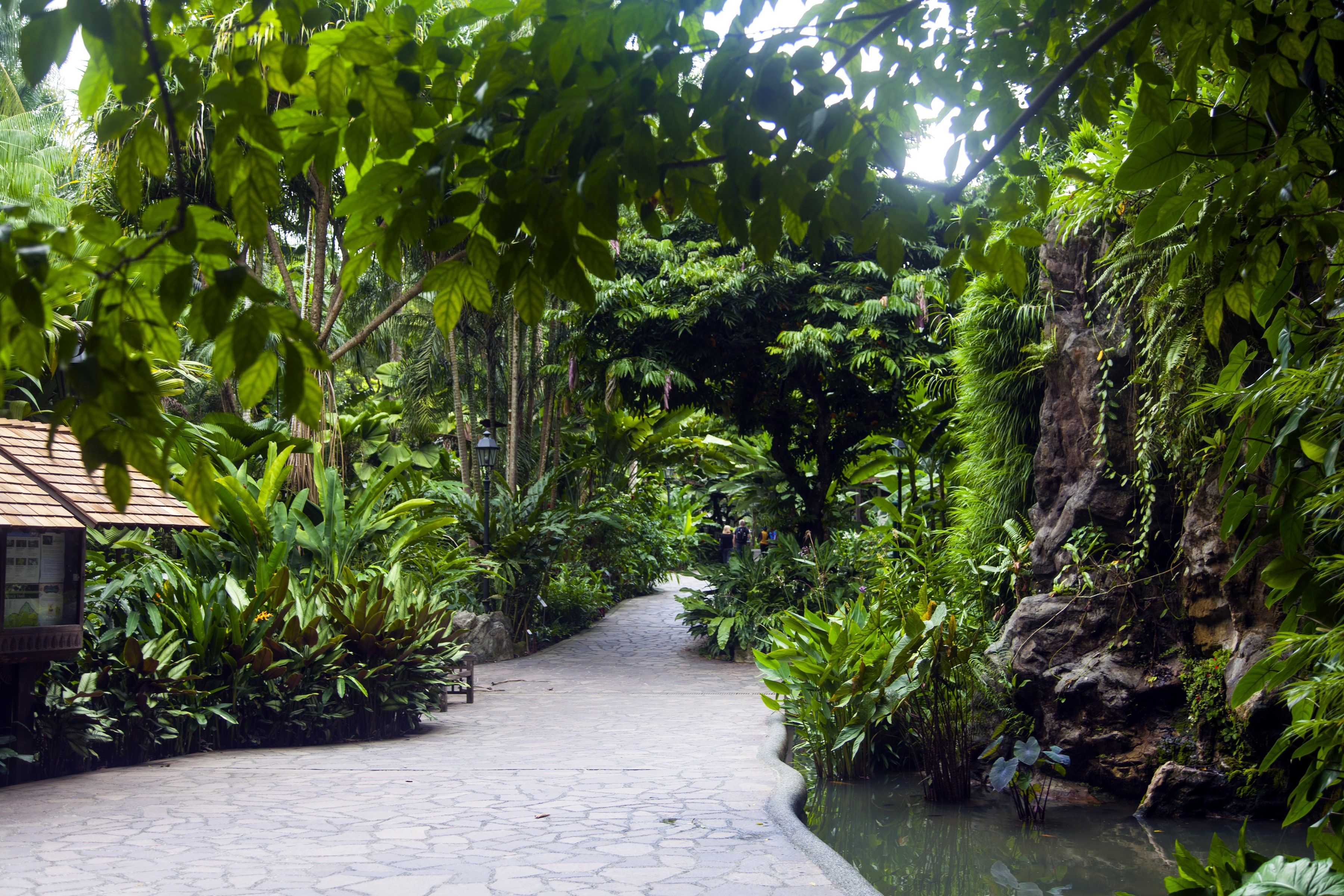 A paved path winds through a lush botanical garden with dense foliage. HD Wallpaper