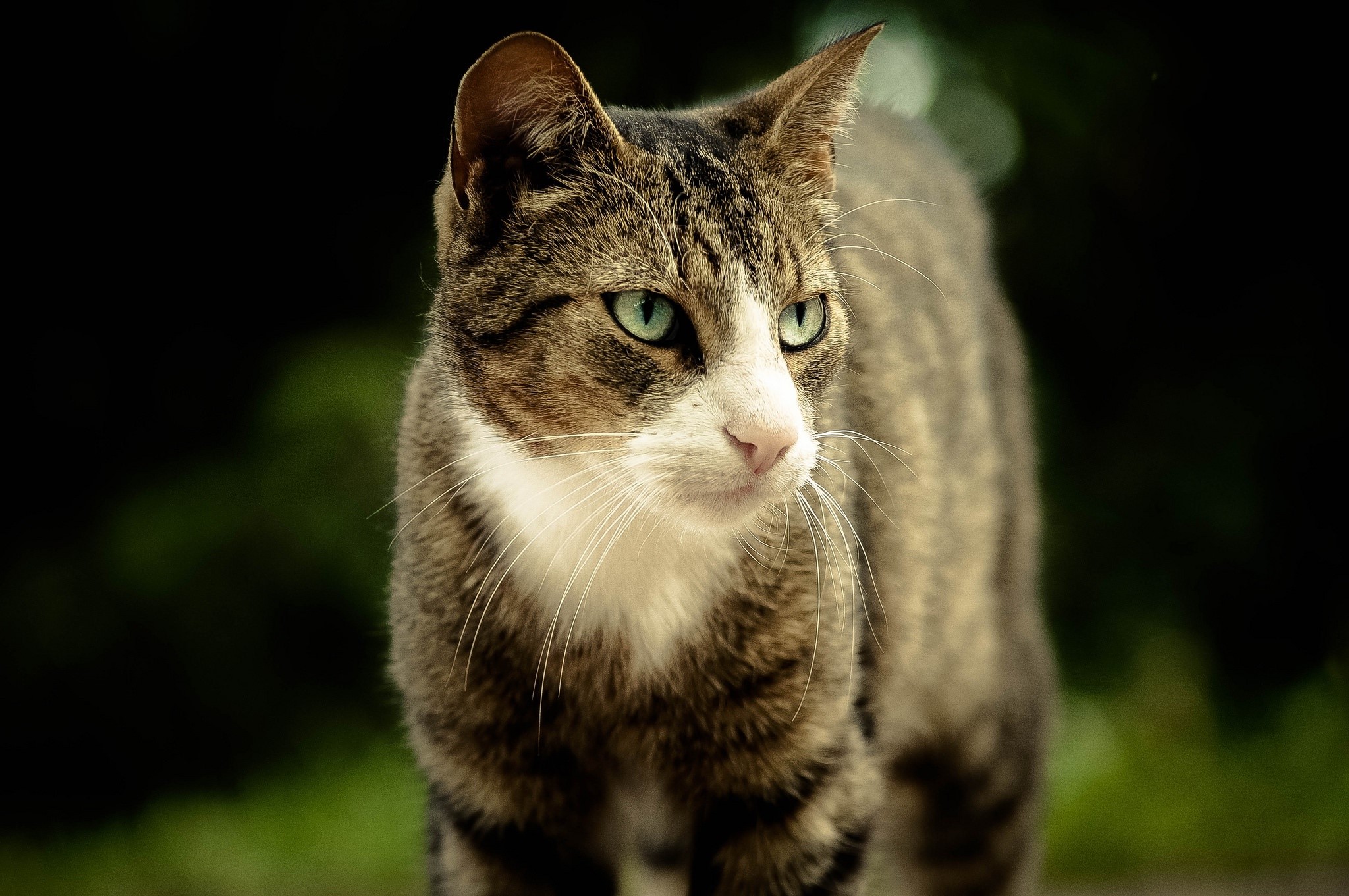 Tabby cat with green eyes looking to the side HD Wallpaper