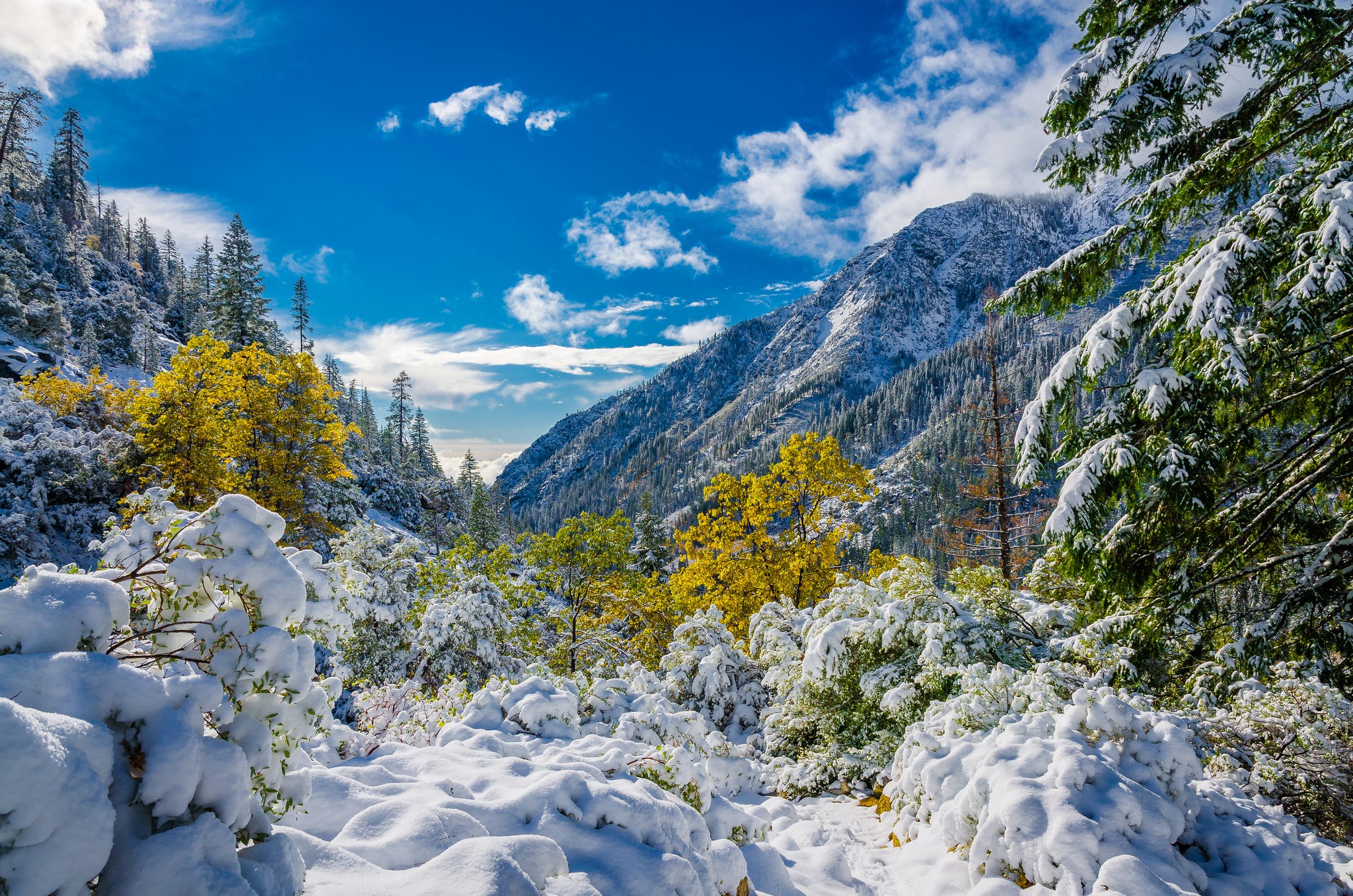 Snow-covered mountains and trees under a blue sky HD Wallpaper