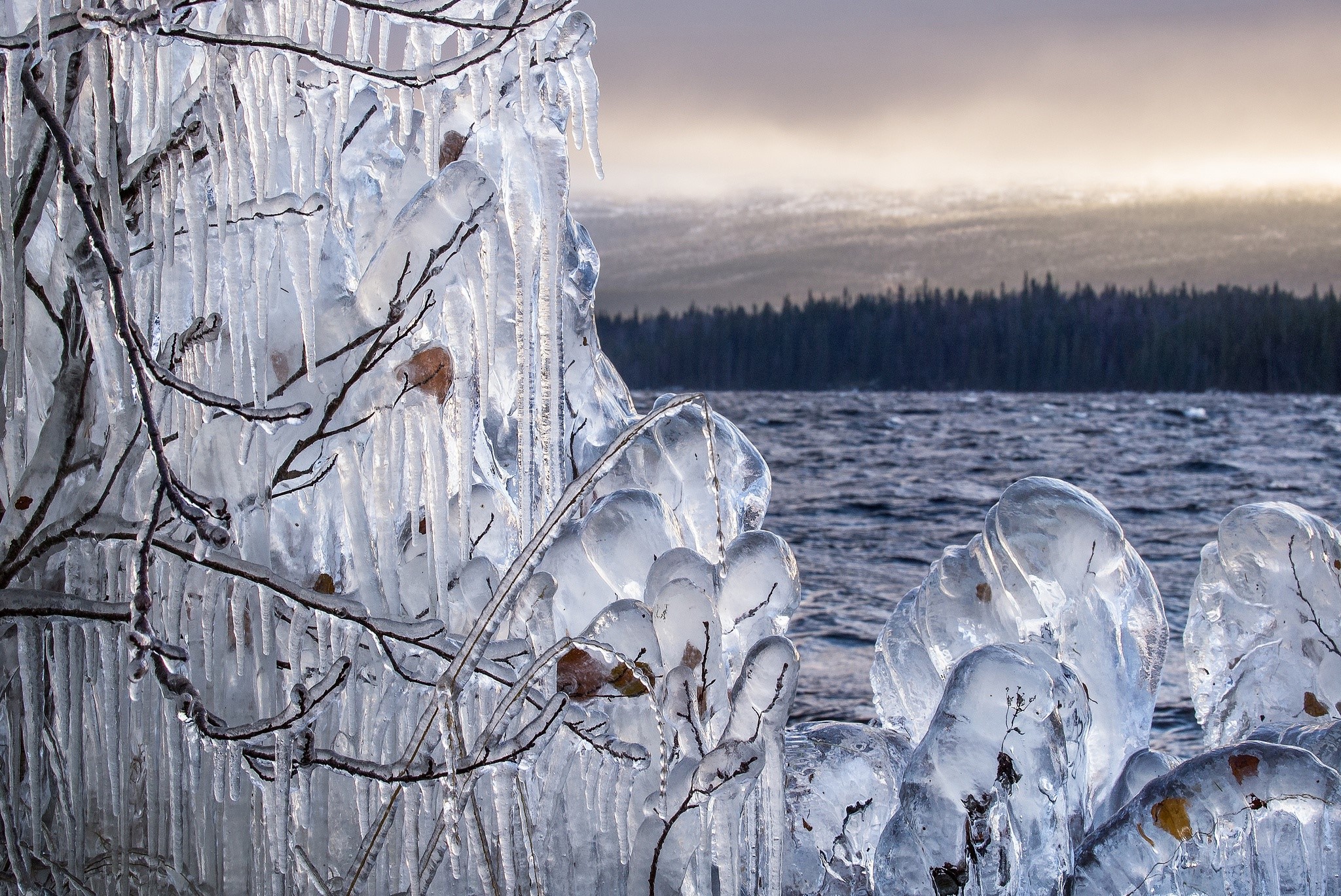 Branches covered in ice by a lake HD Wallpaper