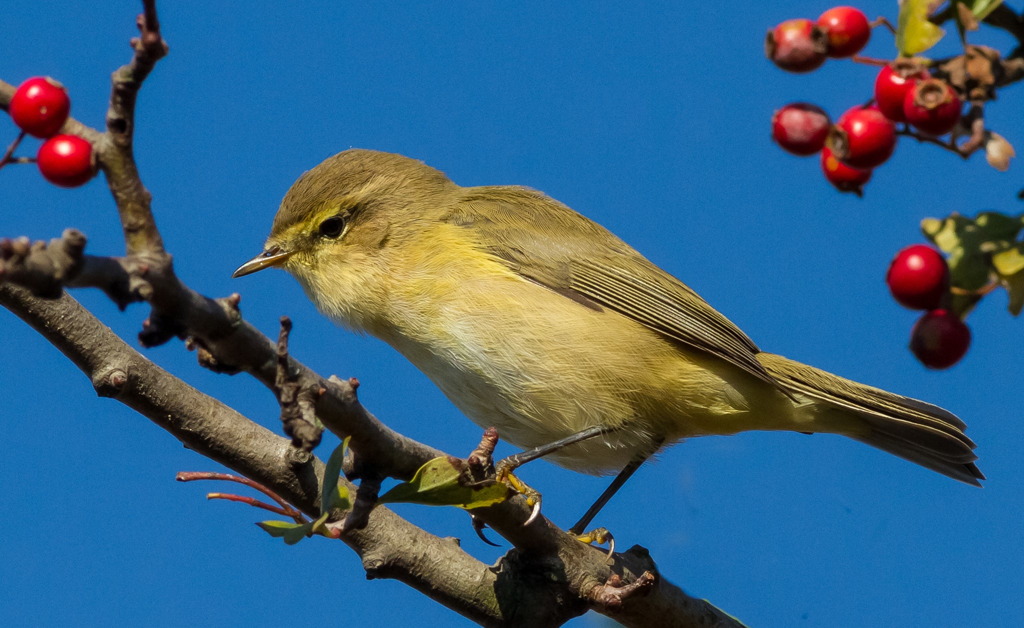 Yellow bird on a branch with red berries HD Wallpaper