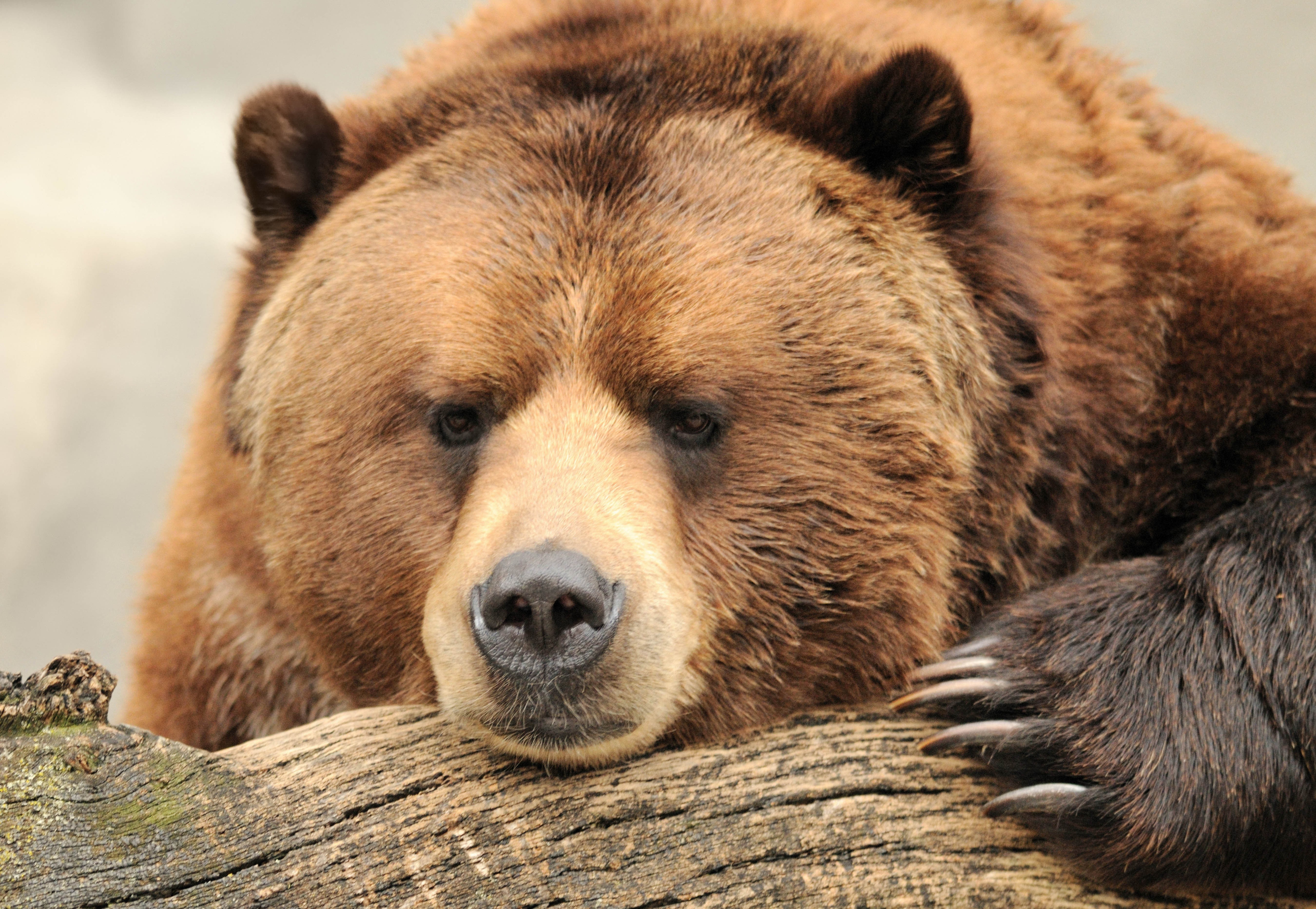 Brown Bear Lying on a Log HD Wallpaper