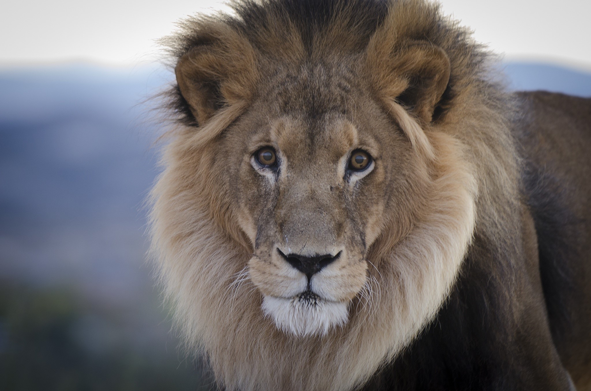 Close-up of a male lion's face HD Wallpaper