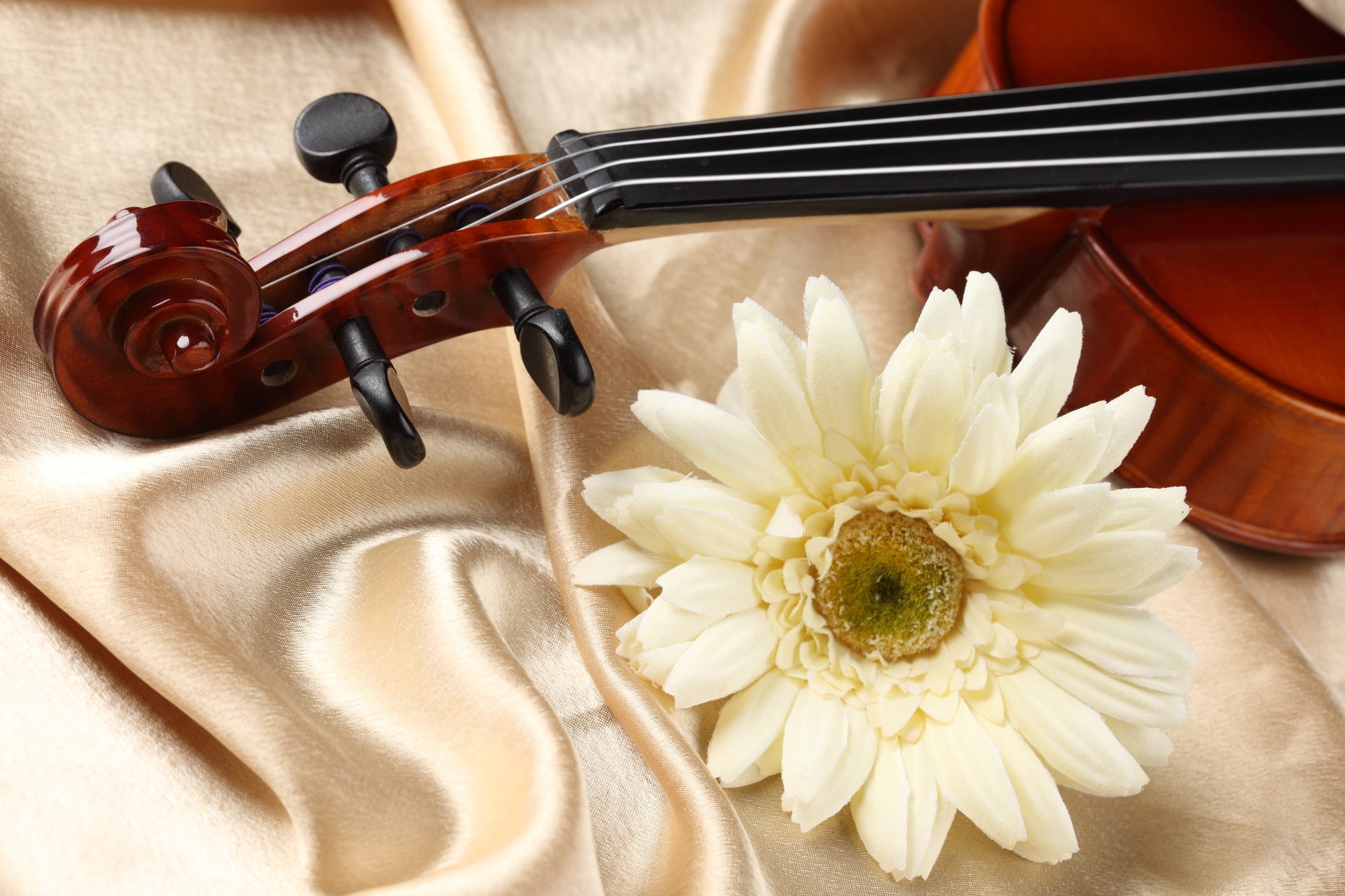 Violin scroll and flower on satin fabric HD Wallpaper