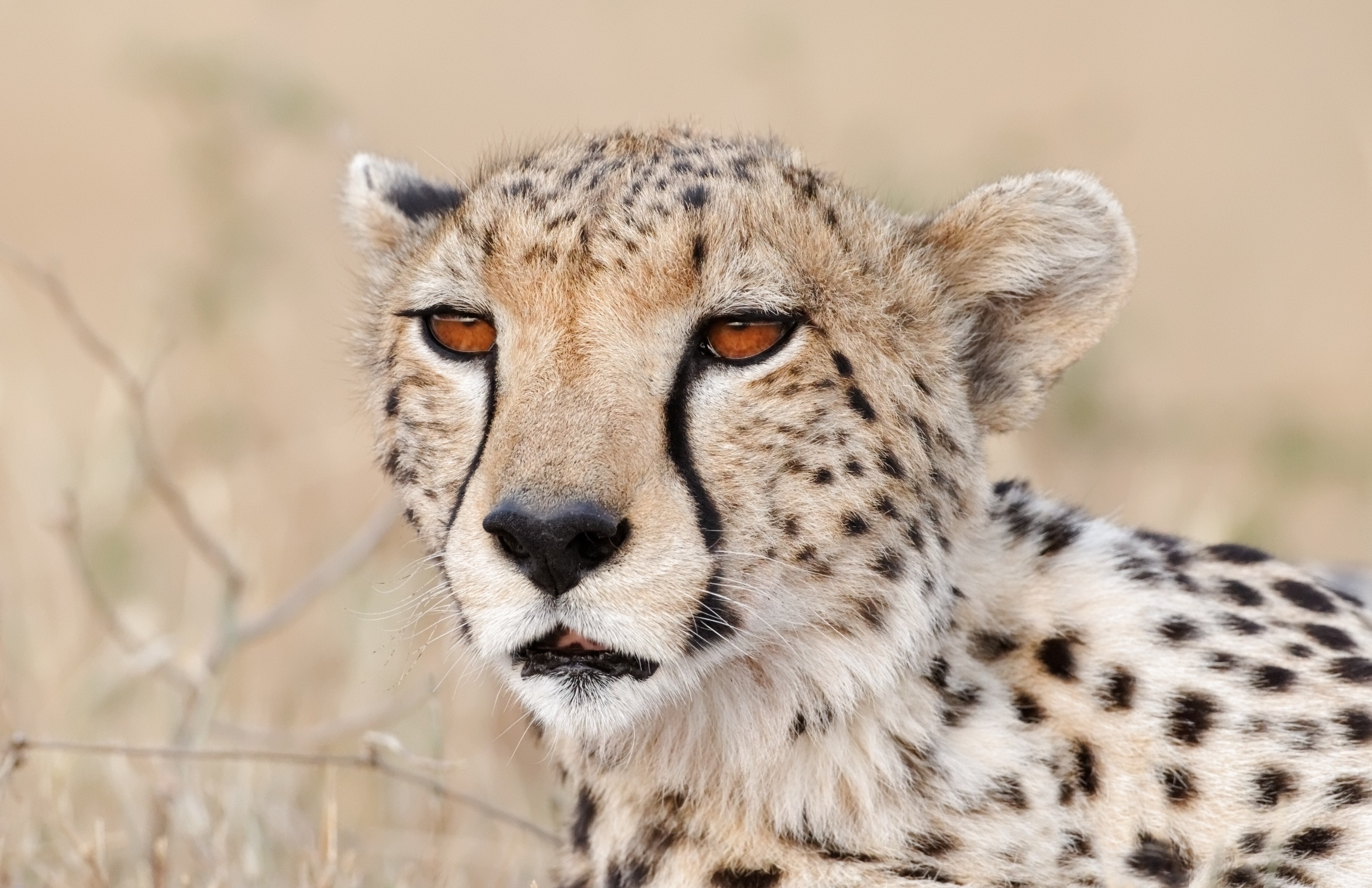 Close-up of a Cheetah's Face HD Wallpaper
