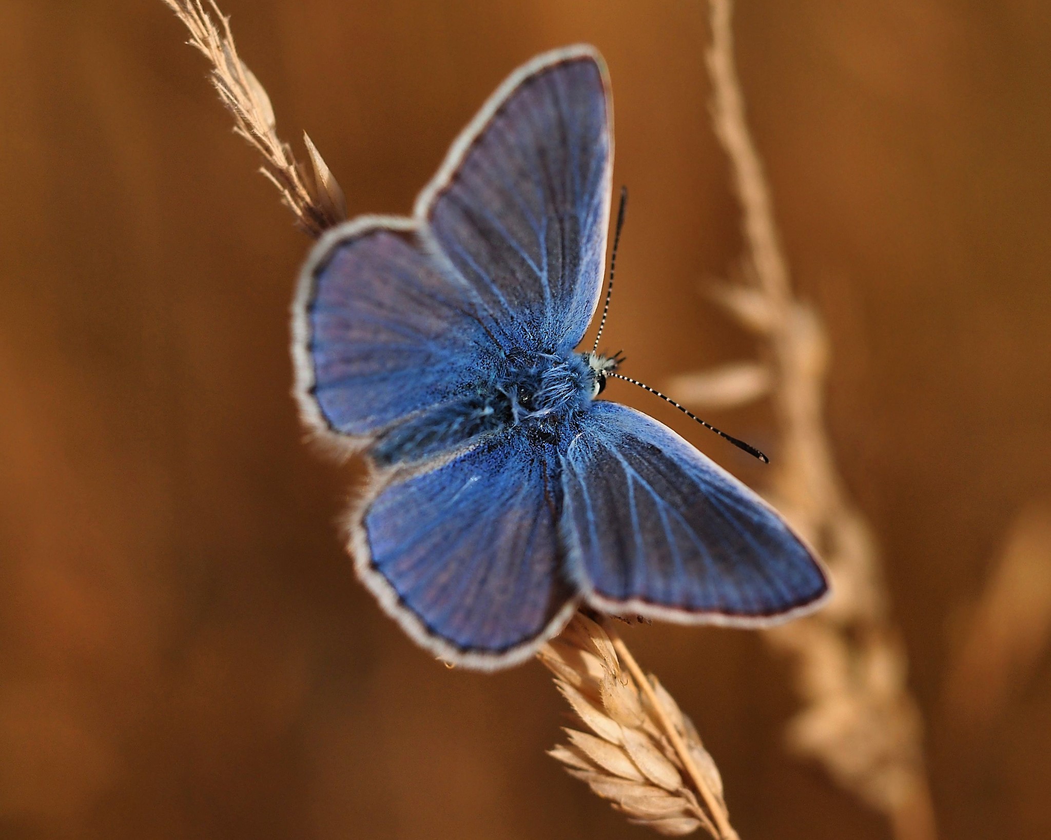 Close-up of a blue butterfly on a dry plant stalk HD Wallpaper