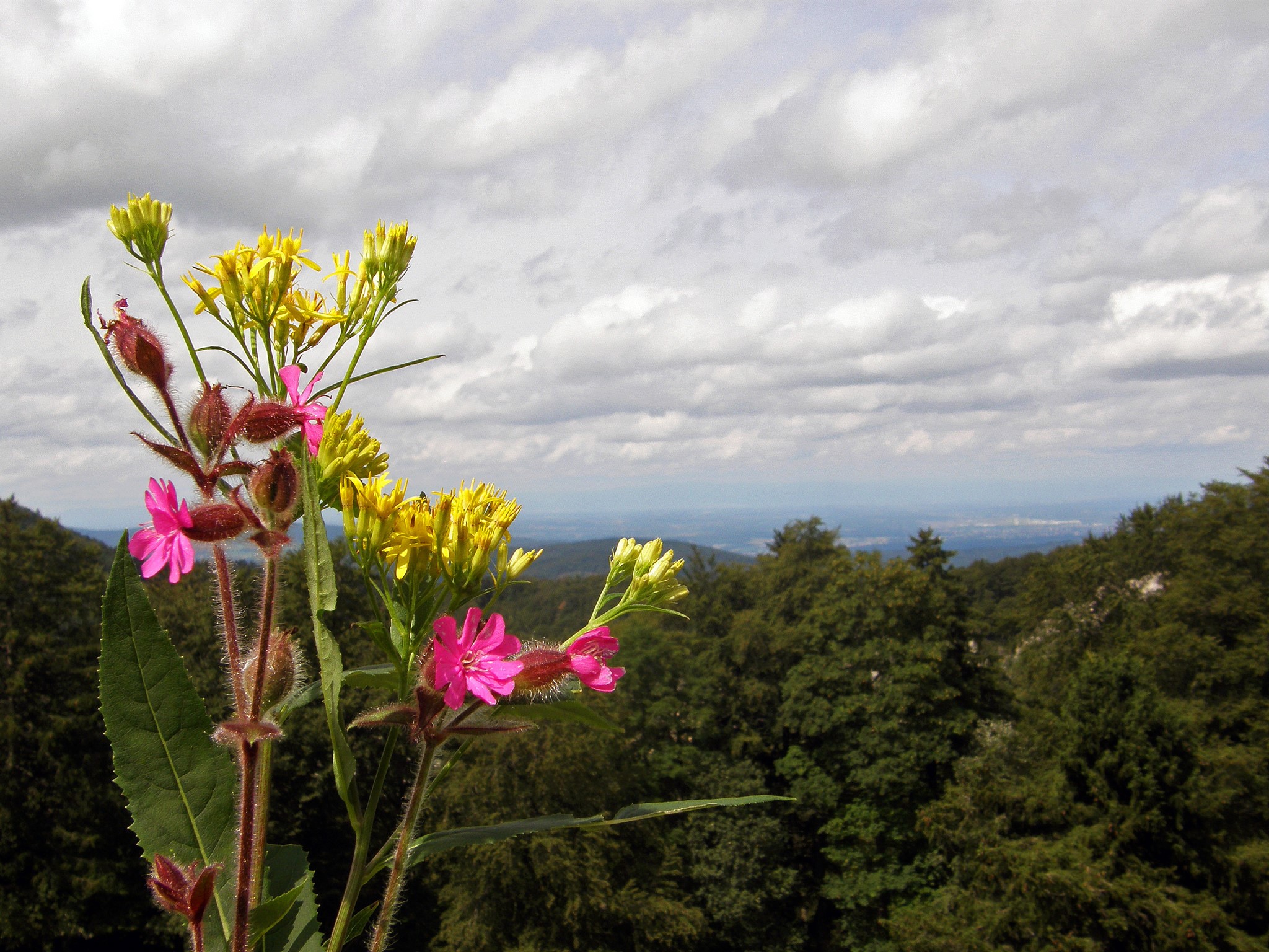 Wildflowers in bloom against a cloudy sky HD Wallpaper