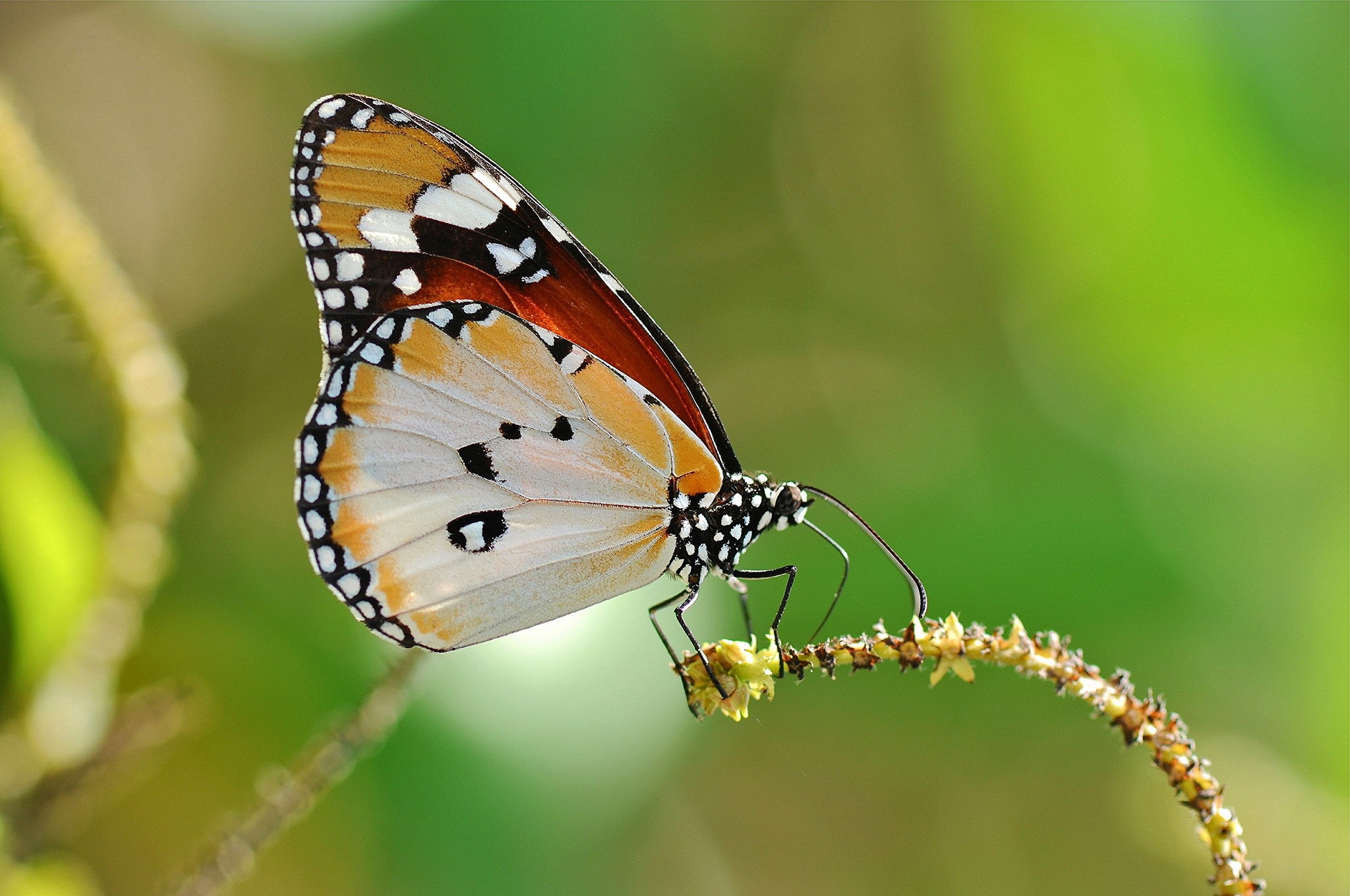Close-up of a Danaus butterfly on a plant stem HD Wallpaper