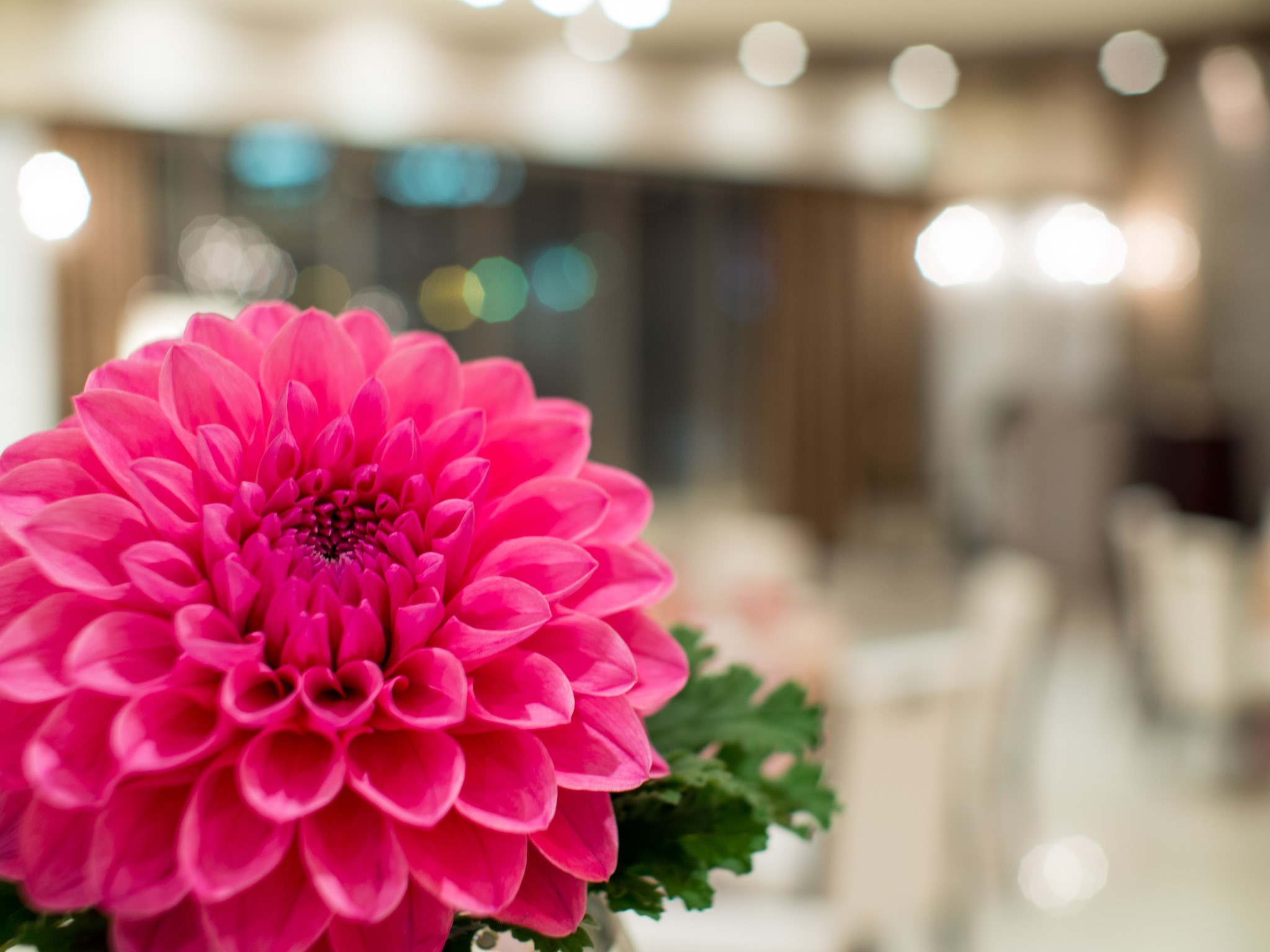 Pink Dahlia flower with green leaves HD Wallpaper