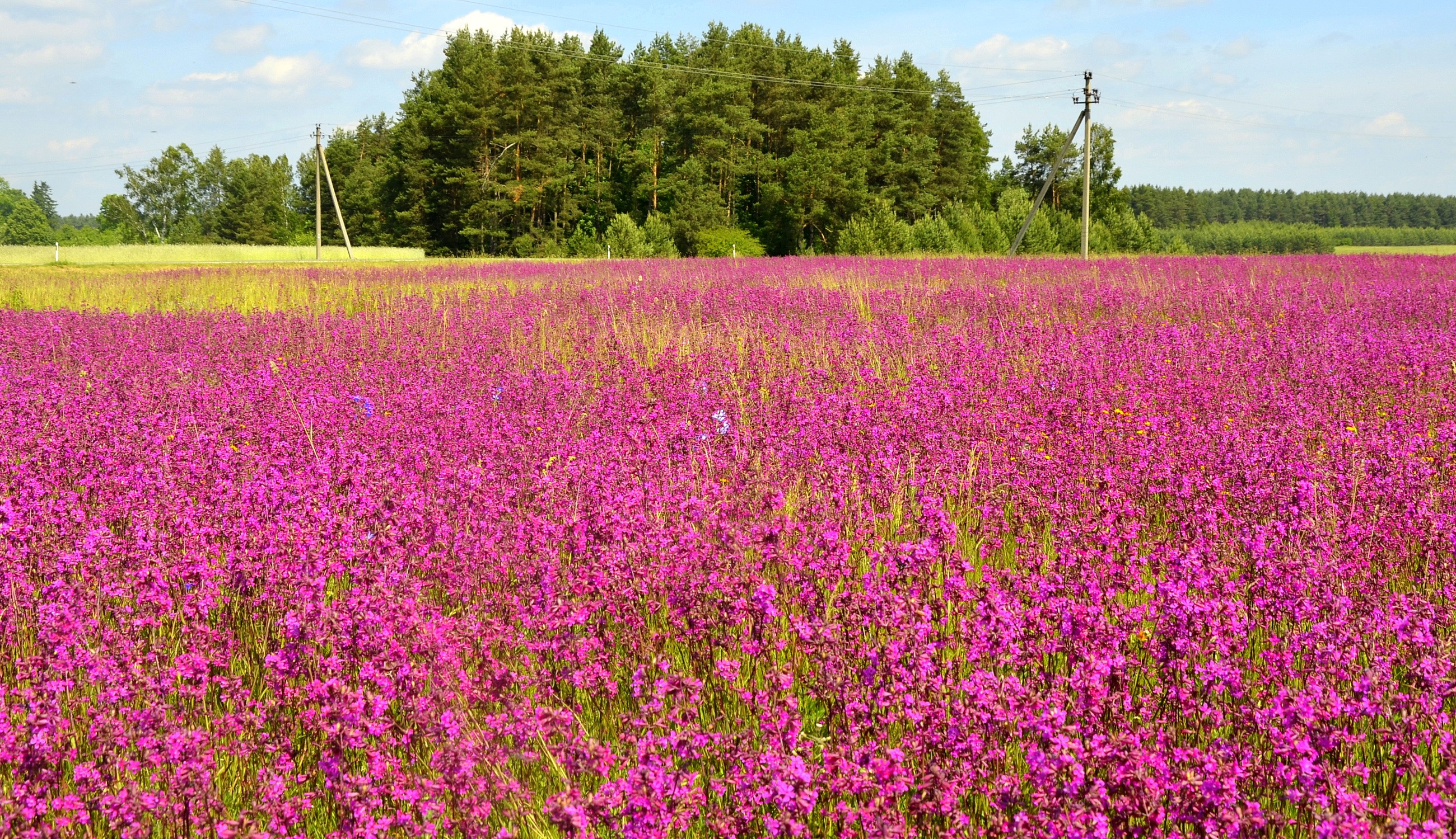 Field of purple flowers with trees and power lines HD Wallpaper