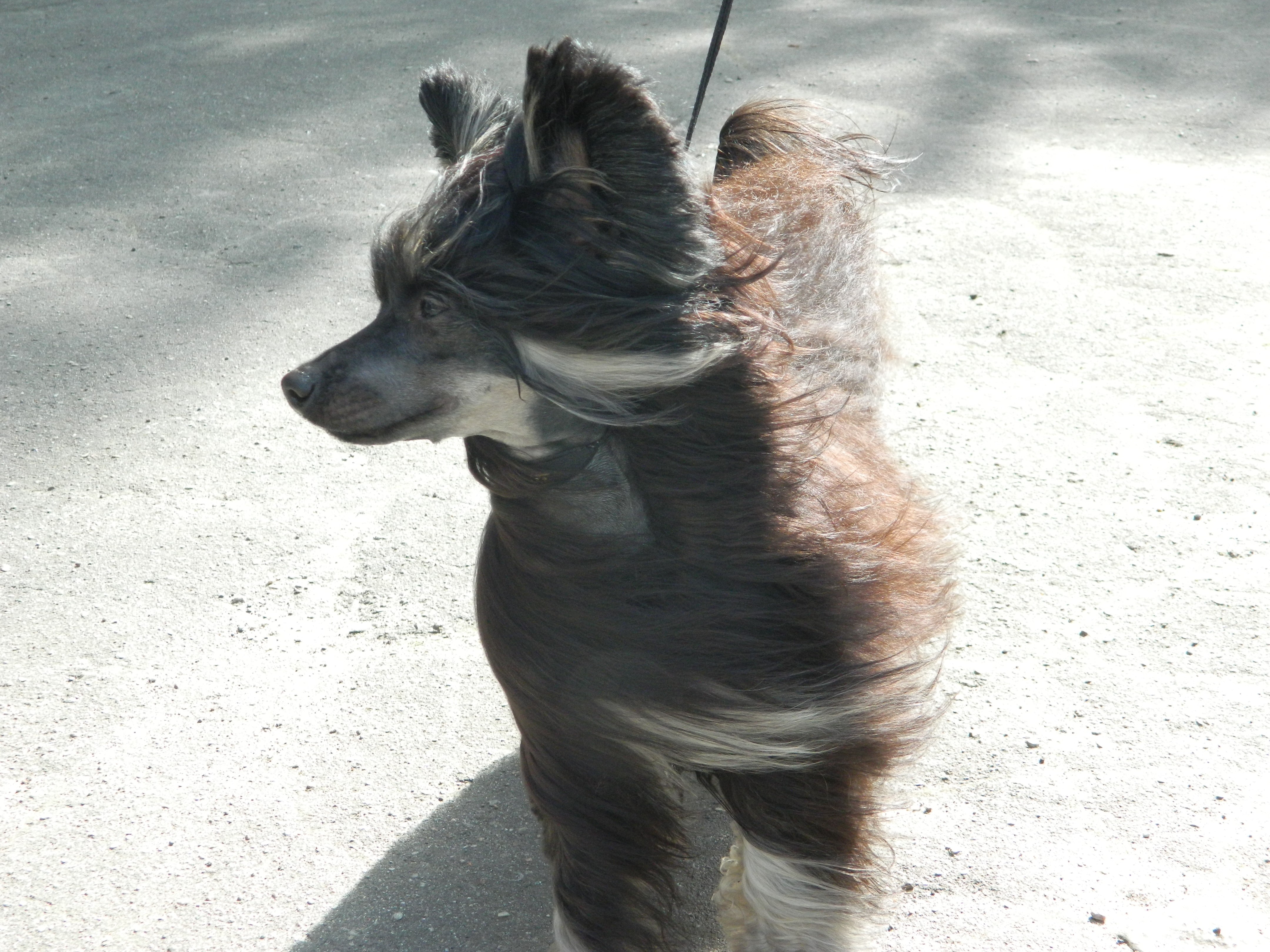 Chinese Crested dog with windblown fur HD Wallpaper