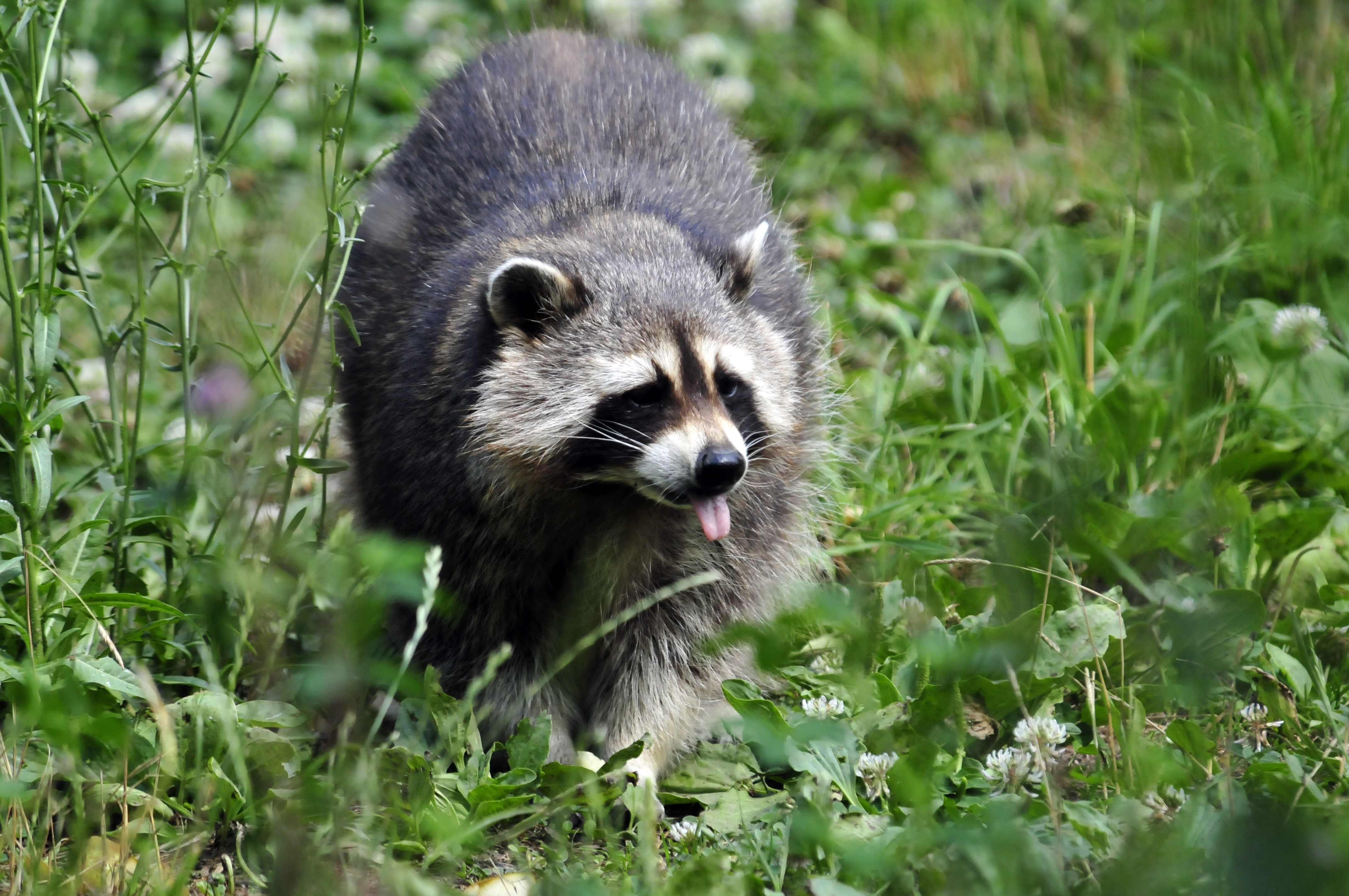 Raccoon sticking its tongue out in grass HD Wallpaper