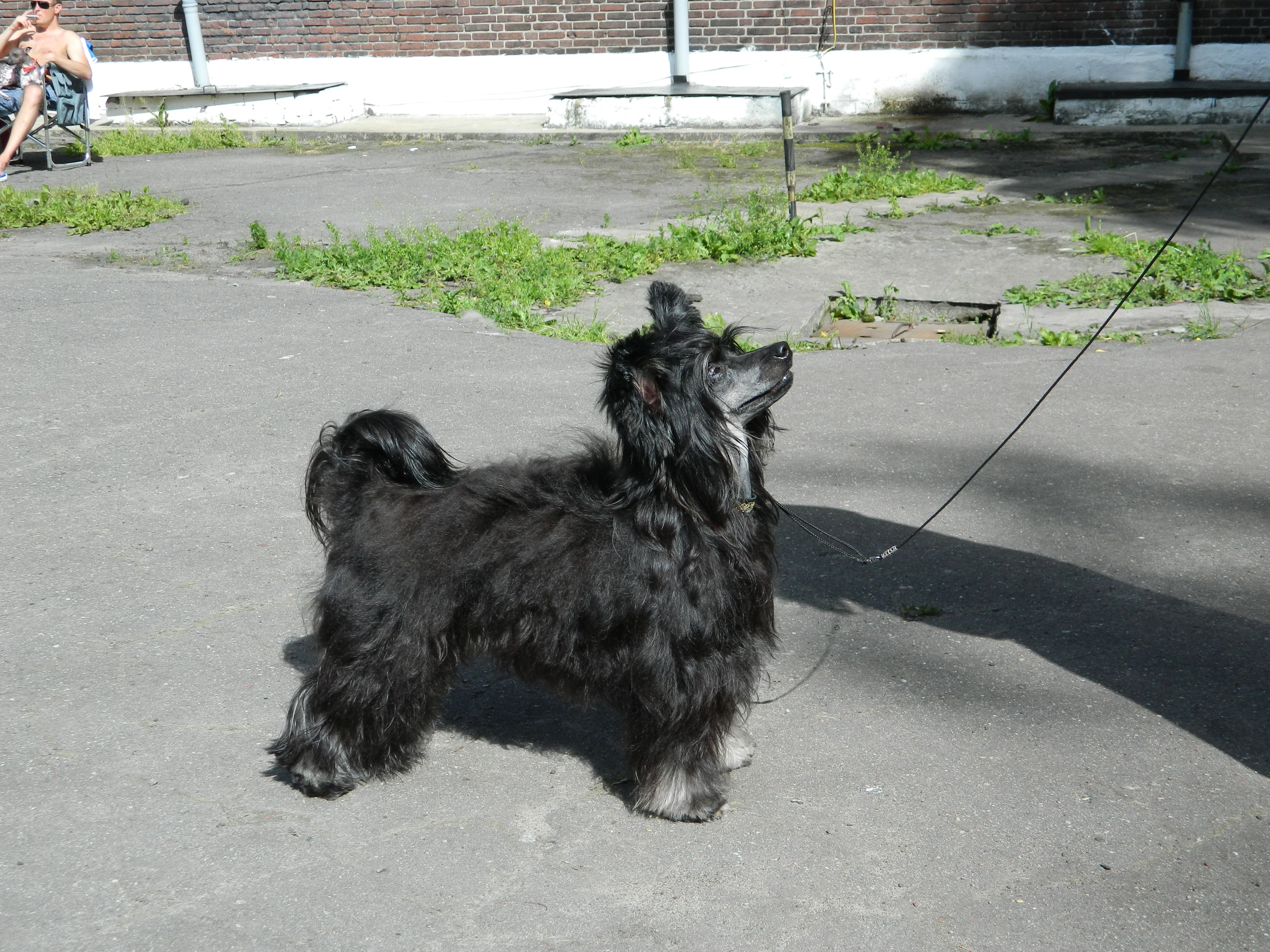 Black Chinese Crested Dog on a Leash HD Wallpaper
