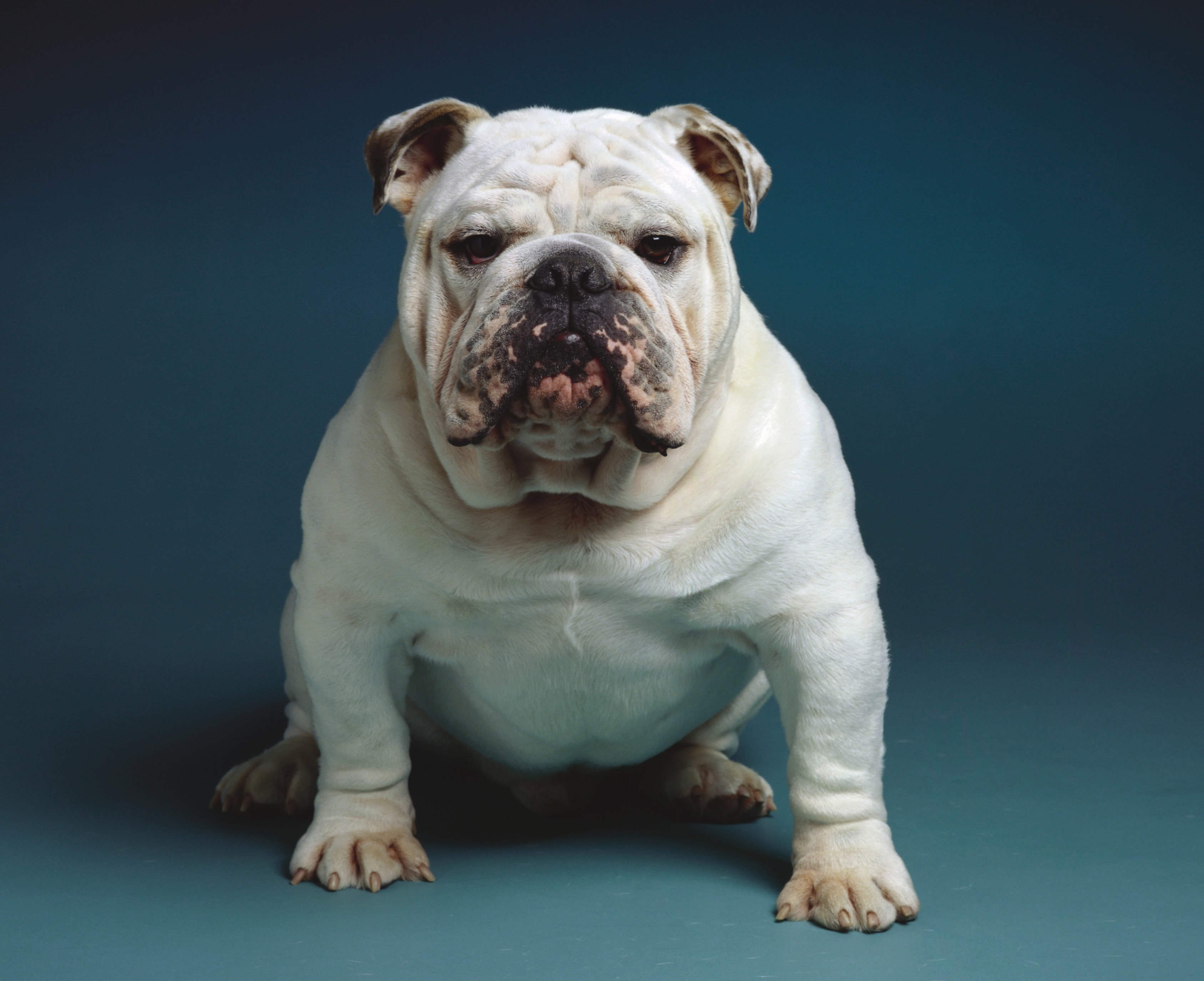 White Bulldog sitting on a blue background HD Wallpaper
